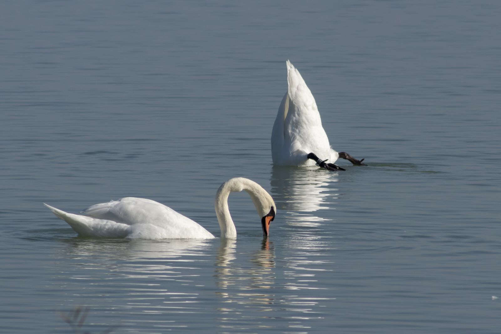 Canon EF75-300mm f/4-5.6 sample photo. Mute swan, bird, swim photography