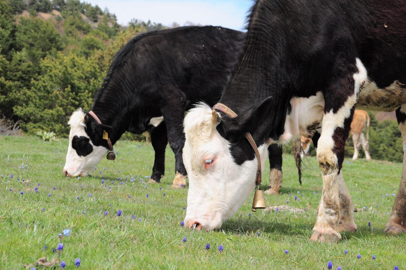 Nikon D90 sample photo. Cow, cow picture, cow photography