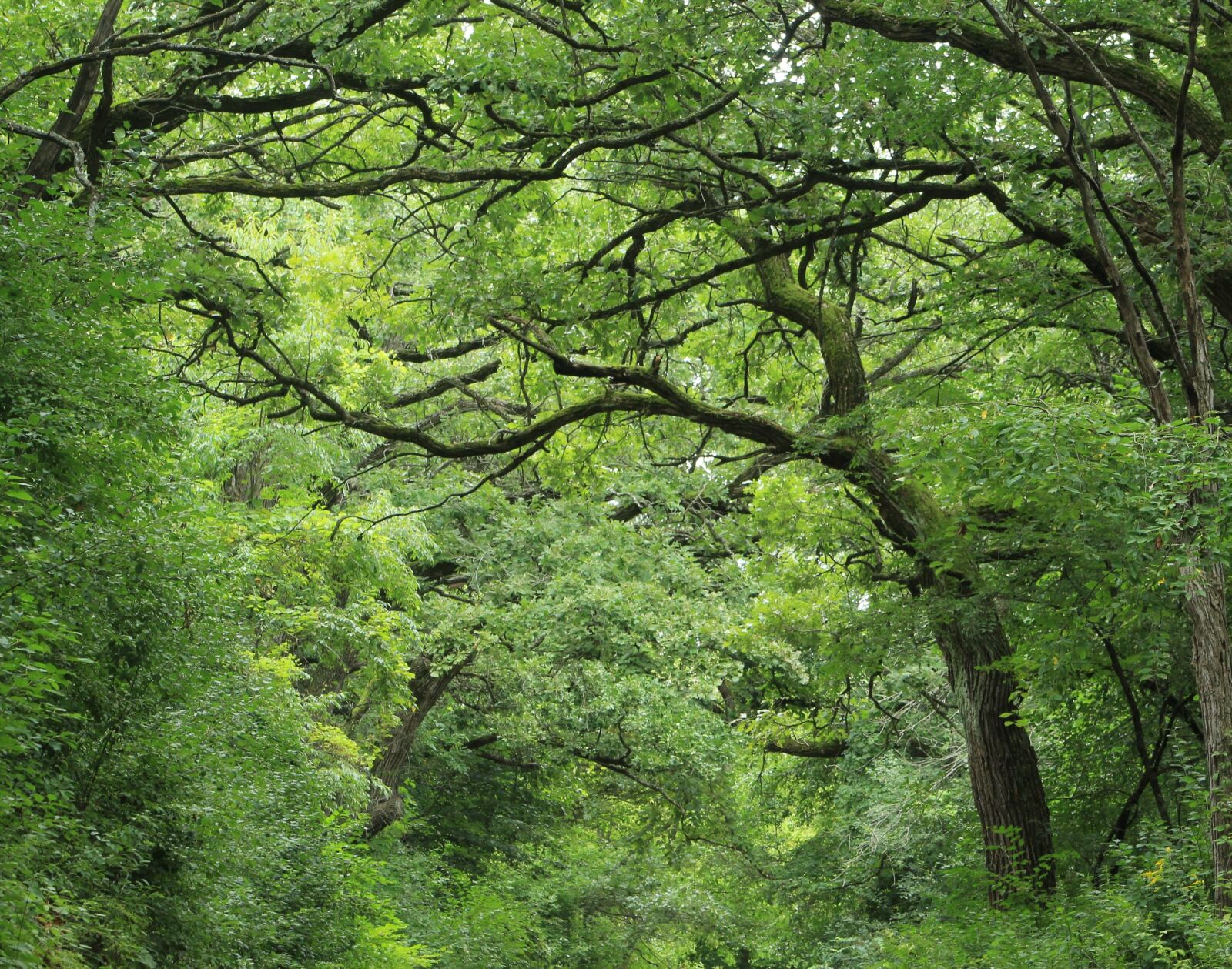 Canon EF 75-300mm f/4-5.6 sample photo. Forest, green, trees photography