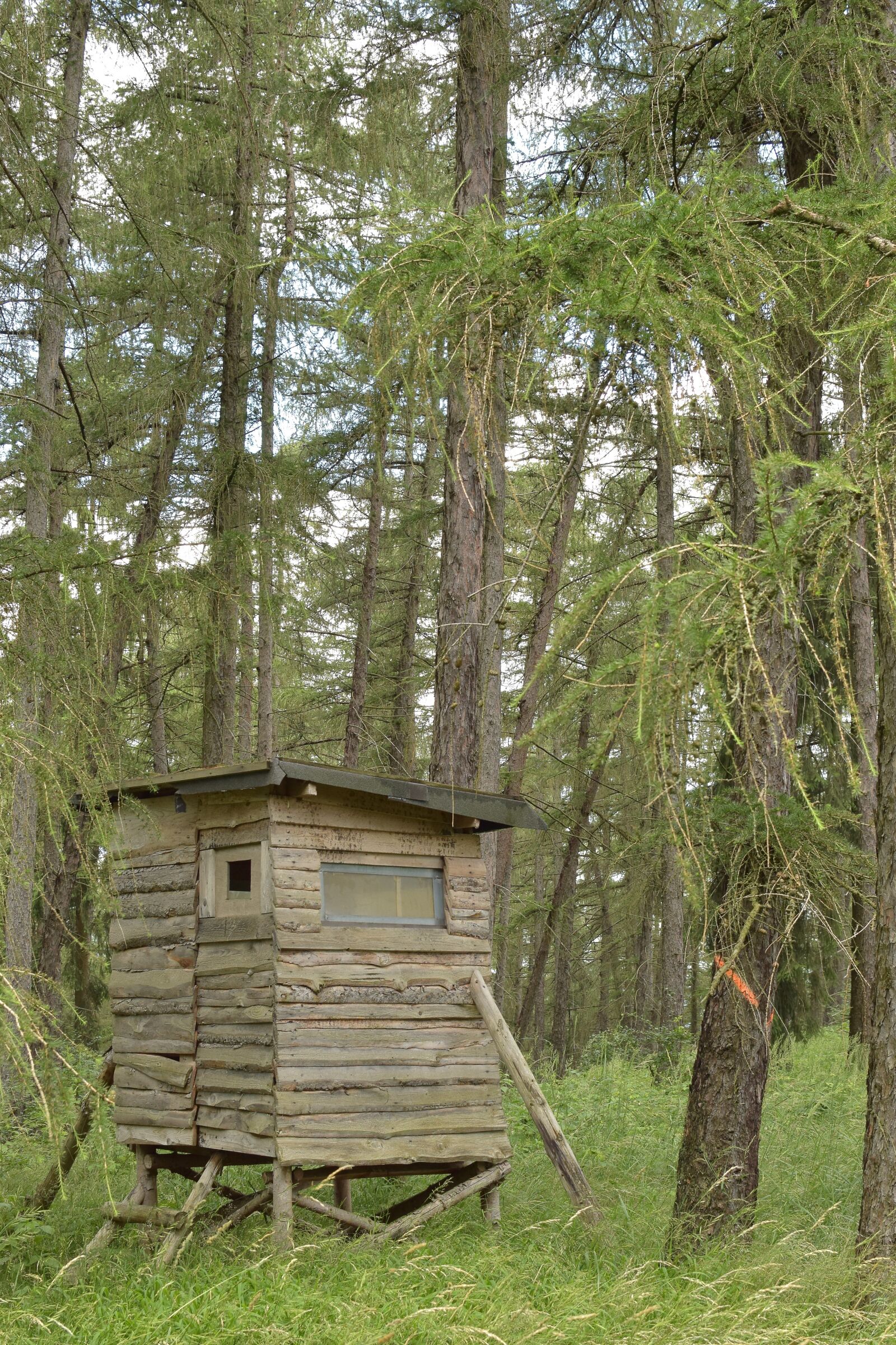 Nikon D5300 sample photo. Hunting lodge, forest, hunting photography