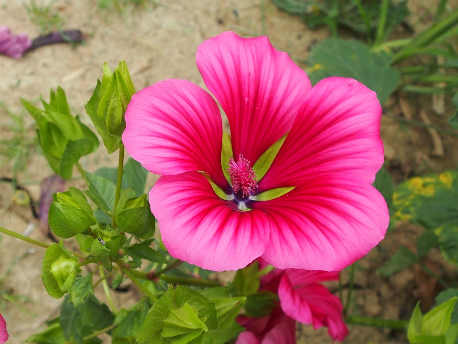 Olympus OM-D E-M5 sample photo. Flower, nature, garden photography