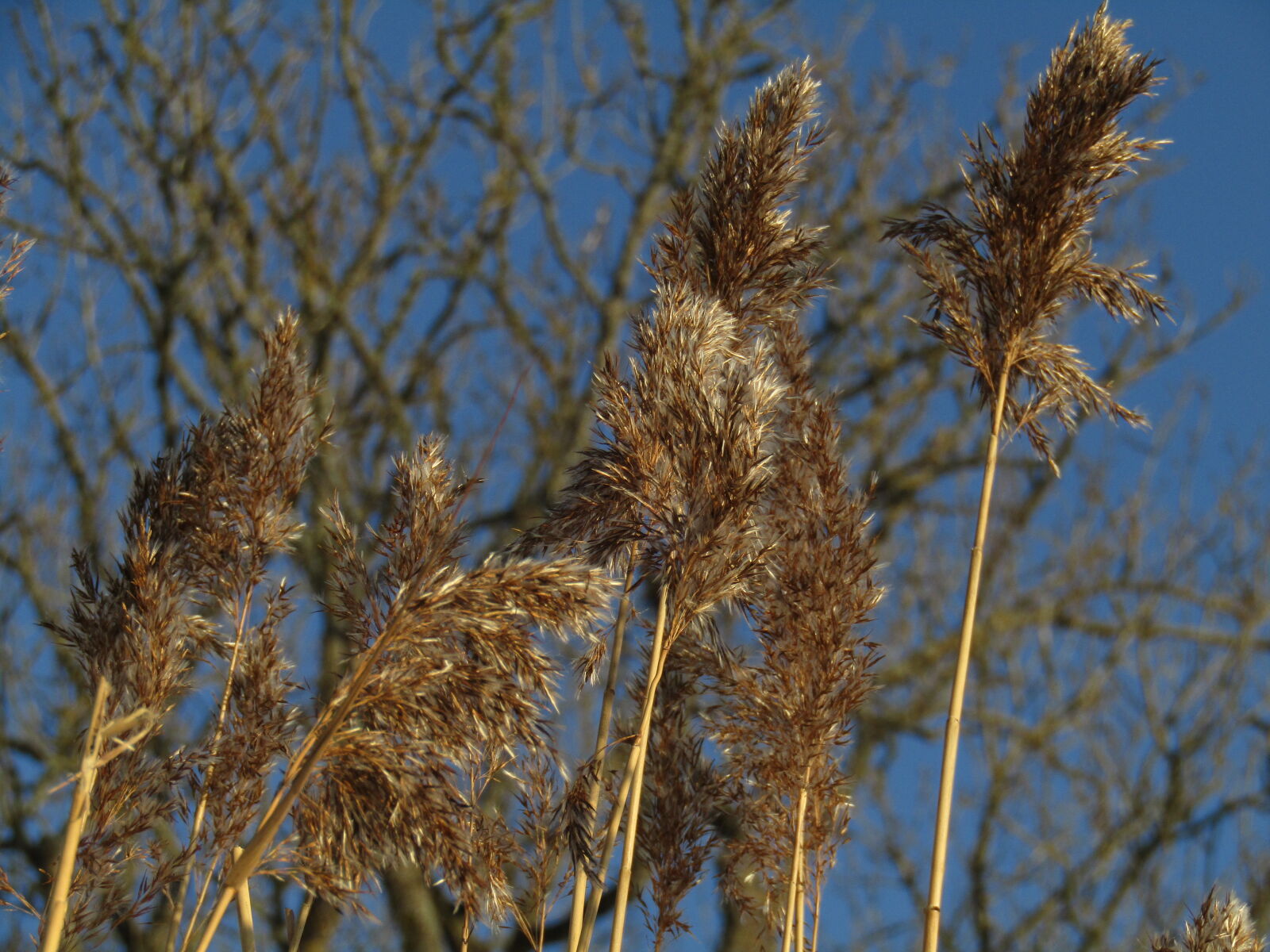 Canon PowerShot SX420 IS sample photo