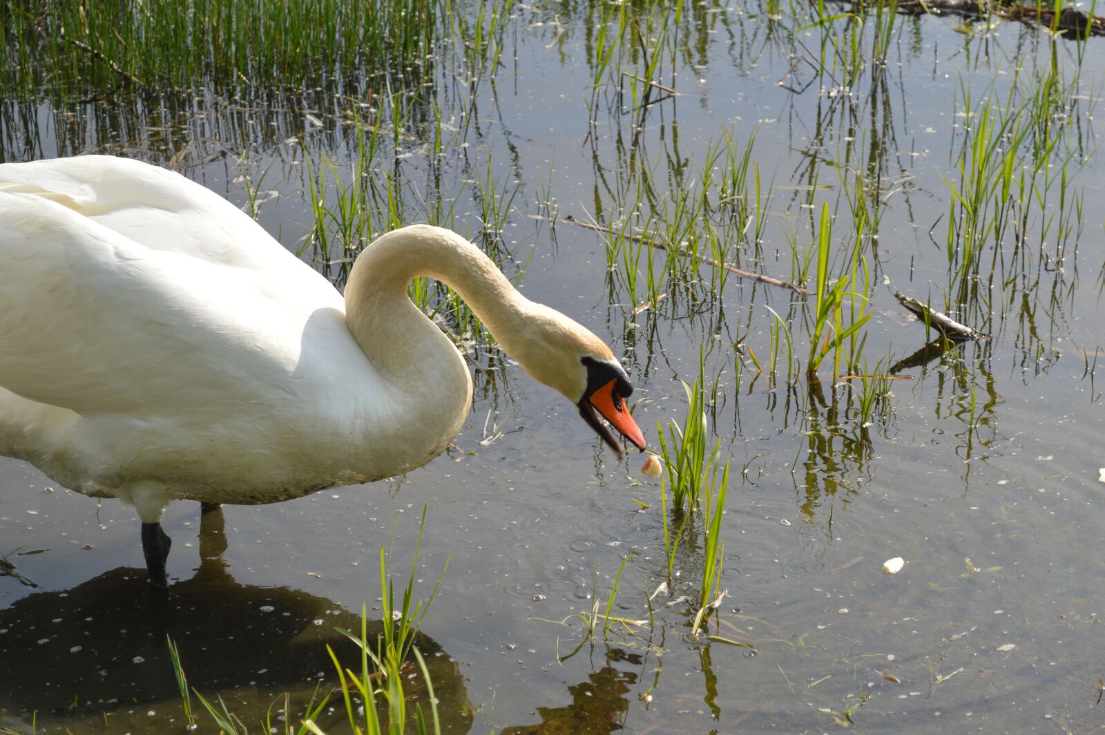 Nikon D3200 sample photo. Swan, water bird, animal photography