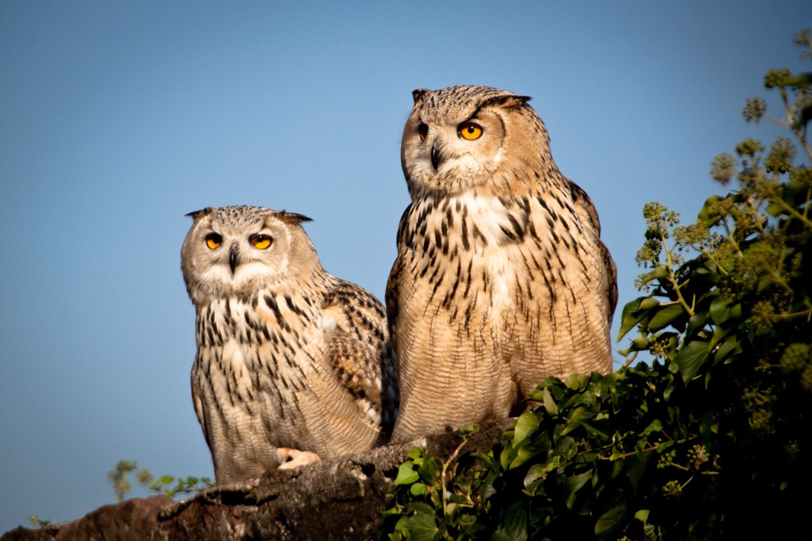 Canon EOS 350D (EOS Digital Rebel XT / EOS Kiss Digital N) sample photo. Eagle owl, bird, bill photography