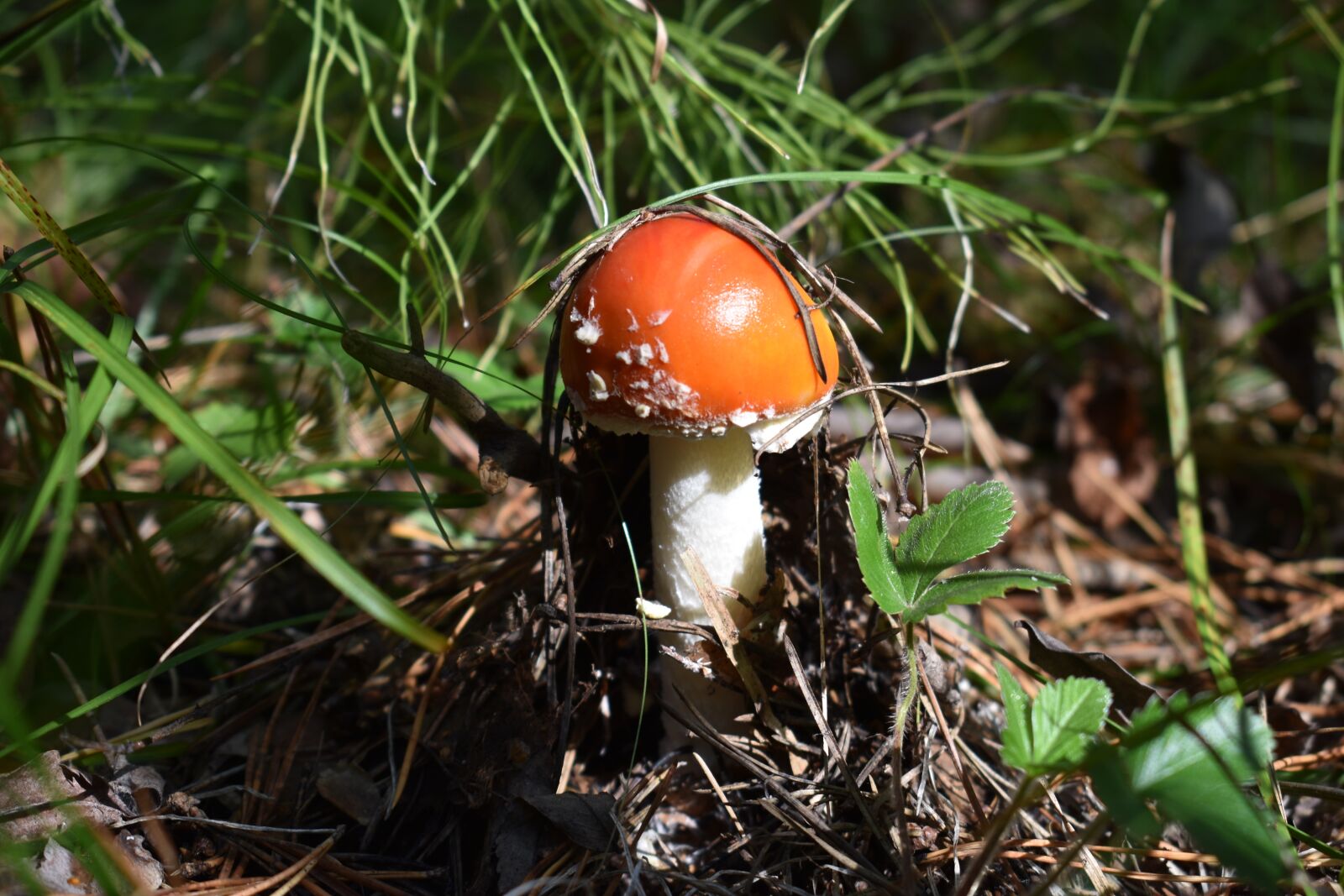 Nikon D3400 sample photo. Mushroom, fly agaric, fungus photography