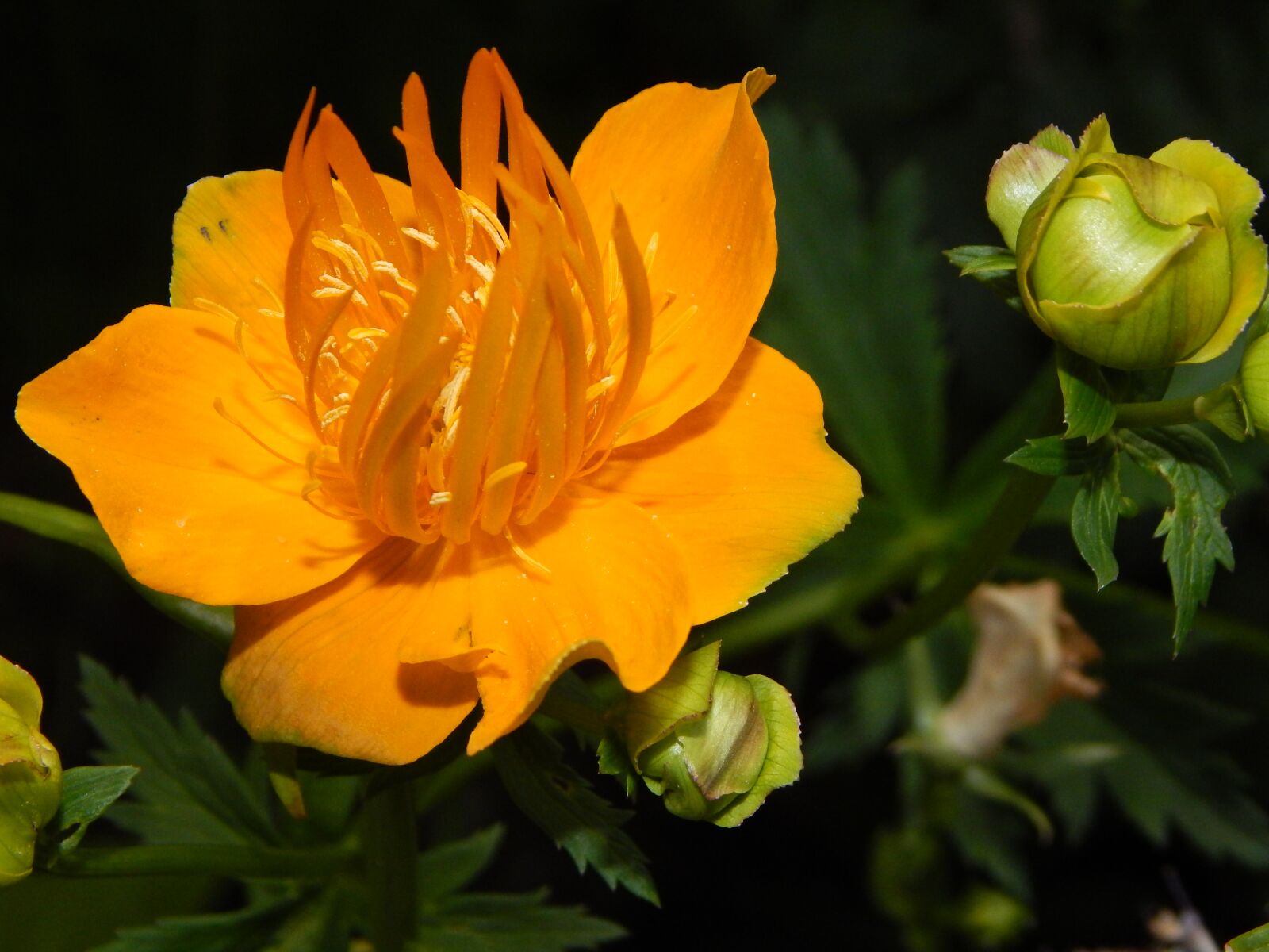 Nikon Coolpix L830 sample photo. Globe flower, summer flower photography