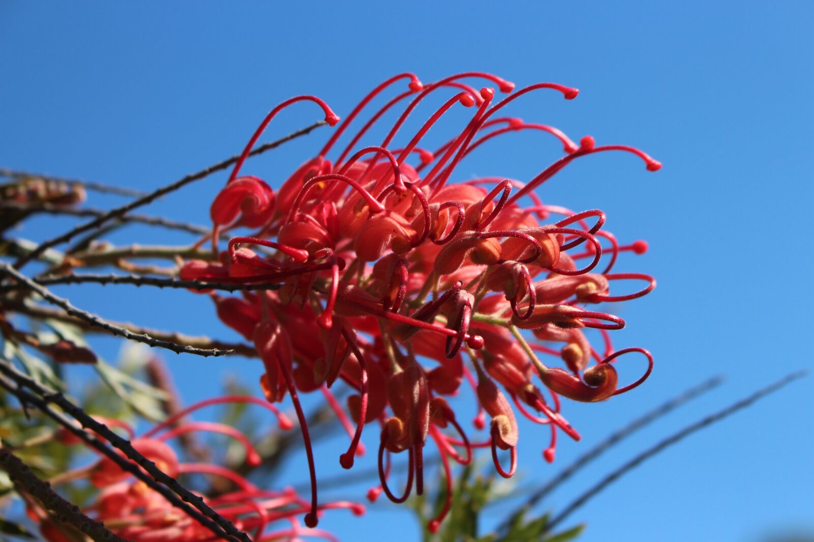 Canon EOS 700D (EOS Rebel T5i / EOS Kiss X7i) sample photo. Grevillea, australian, wildflower photography