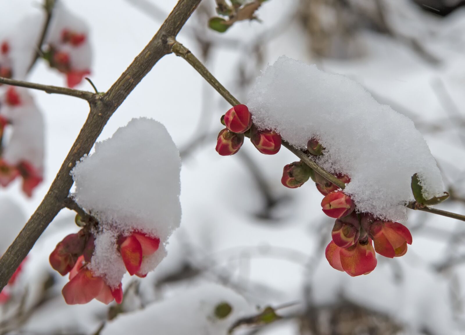 Nikon D5100 sample photo. Late spring, spring, snow photography