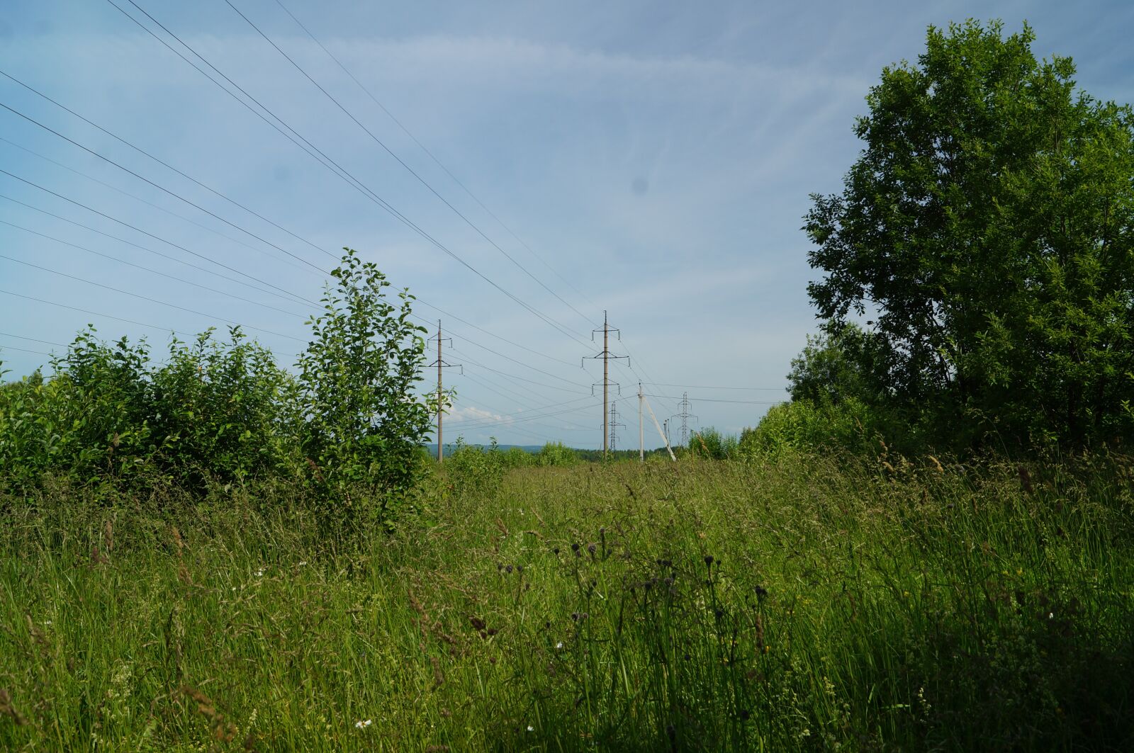 Sony SLT-A57 sample photo. Forest, line, support photography