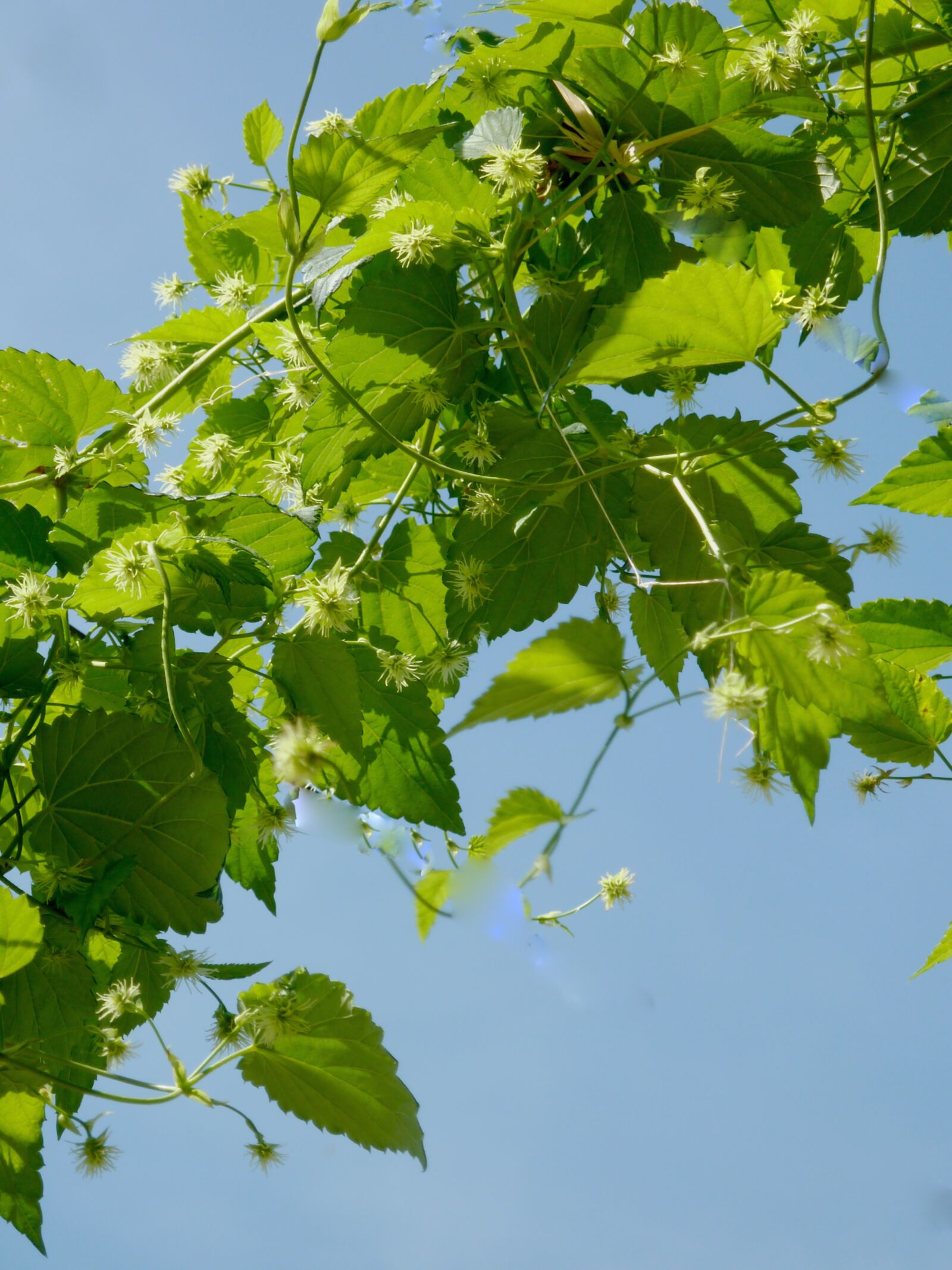 Panasonic DMC-TZ7 sample photo. Hops, beer, umbel photography