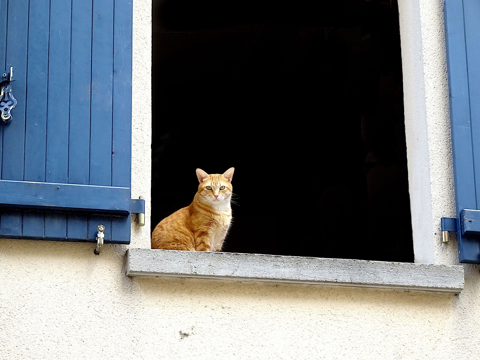 Sony Cyber-shot DSC-HX90V sample photo. Cats, felines, beige photography