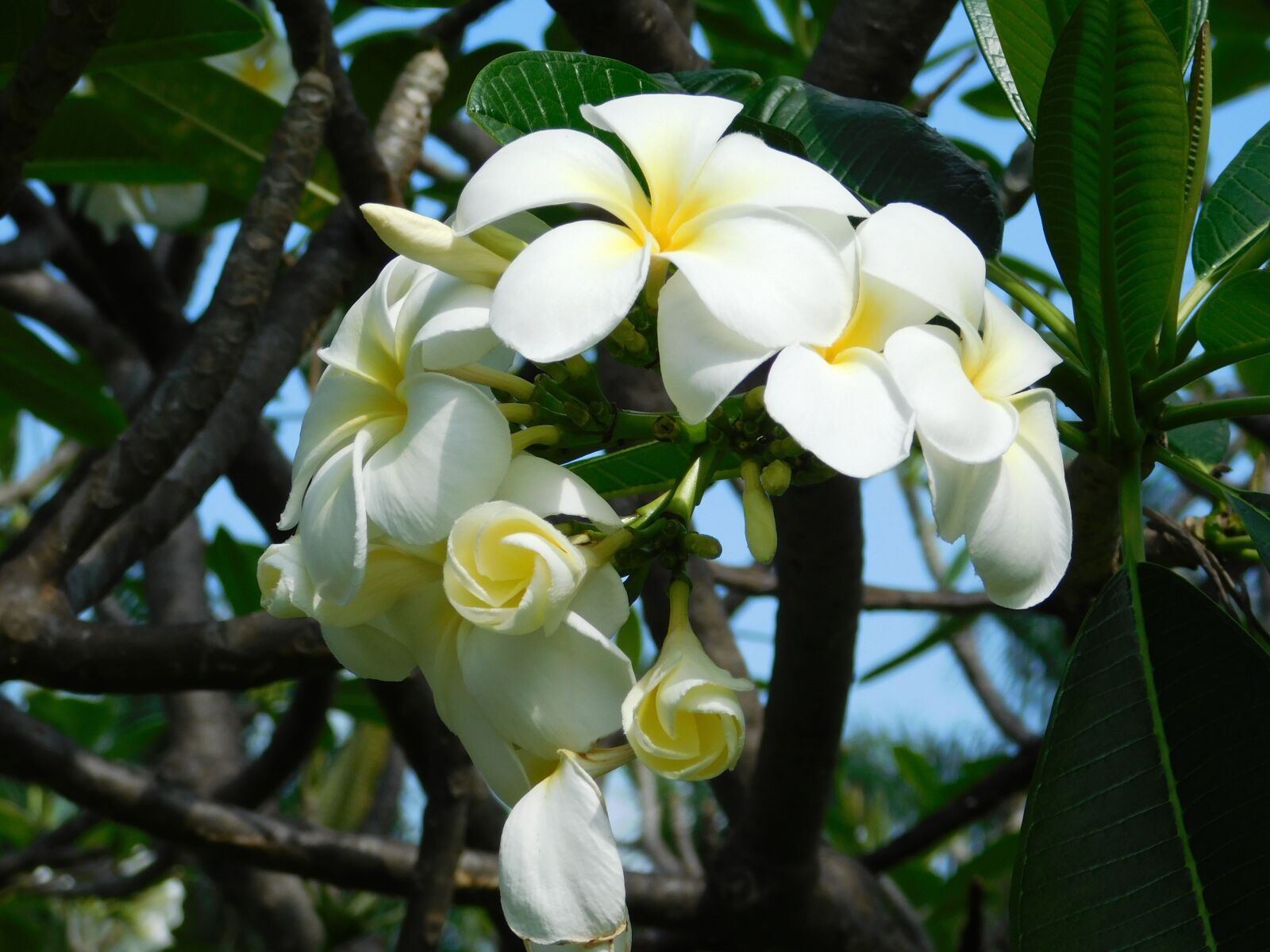 Nikon Coolpix L840 sample photo. Flower, may, spring photography