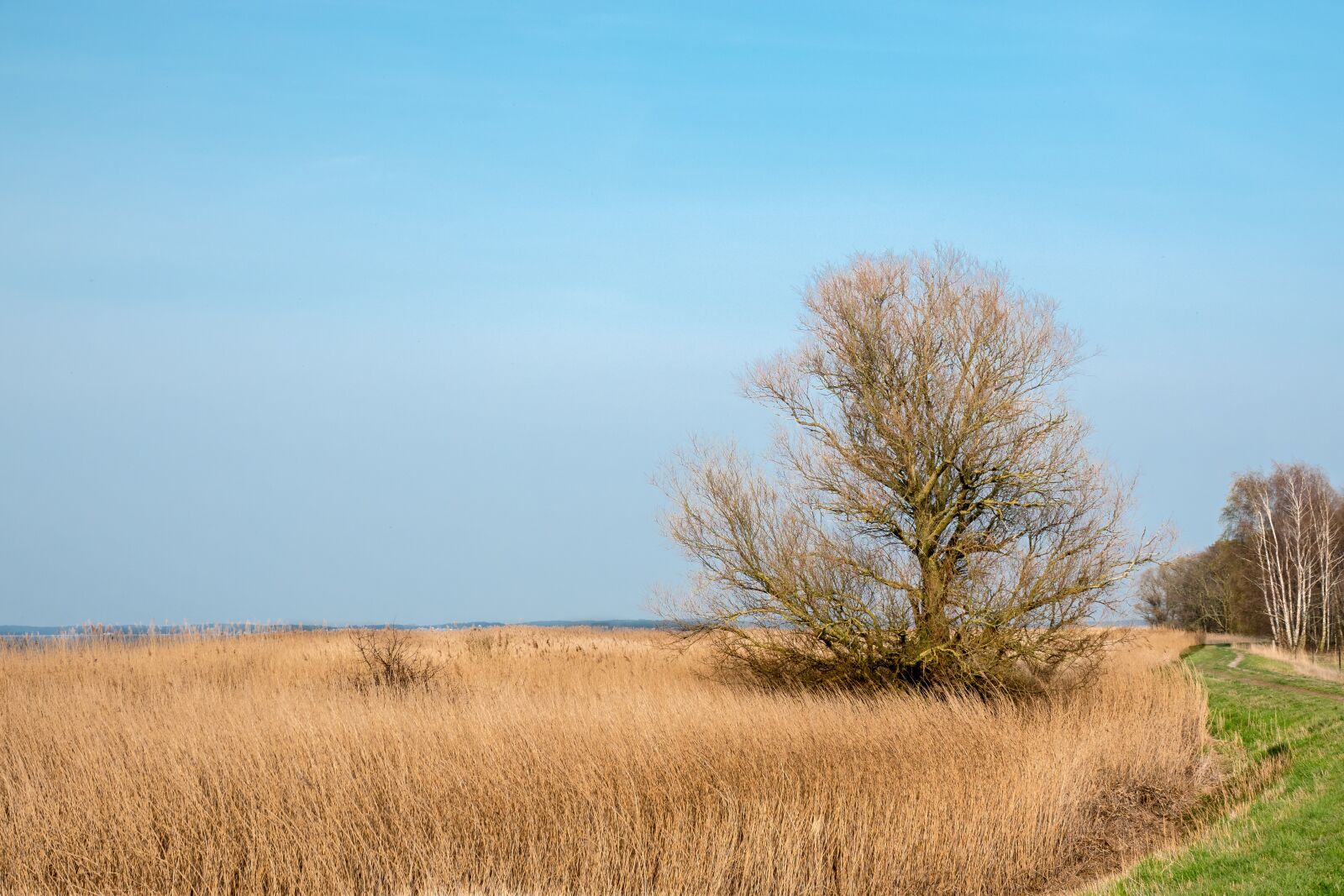 Sony Cyber-shot DSC-RX10 IV sample photo. Spring, blue sky, reed photography