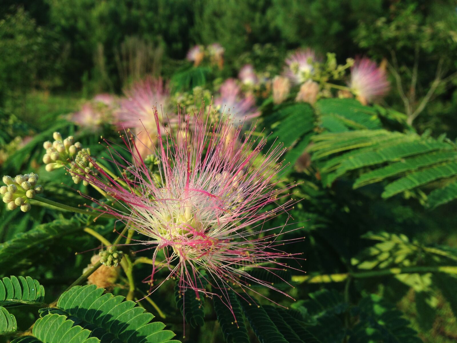 Apple iPhone 5 sample photo. Spiky, flower, pink photography