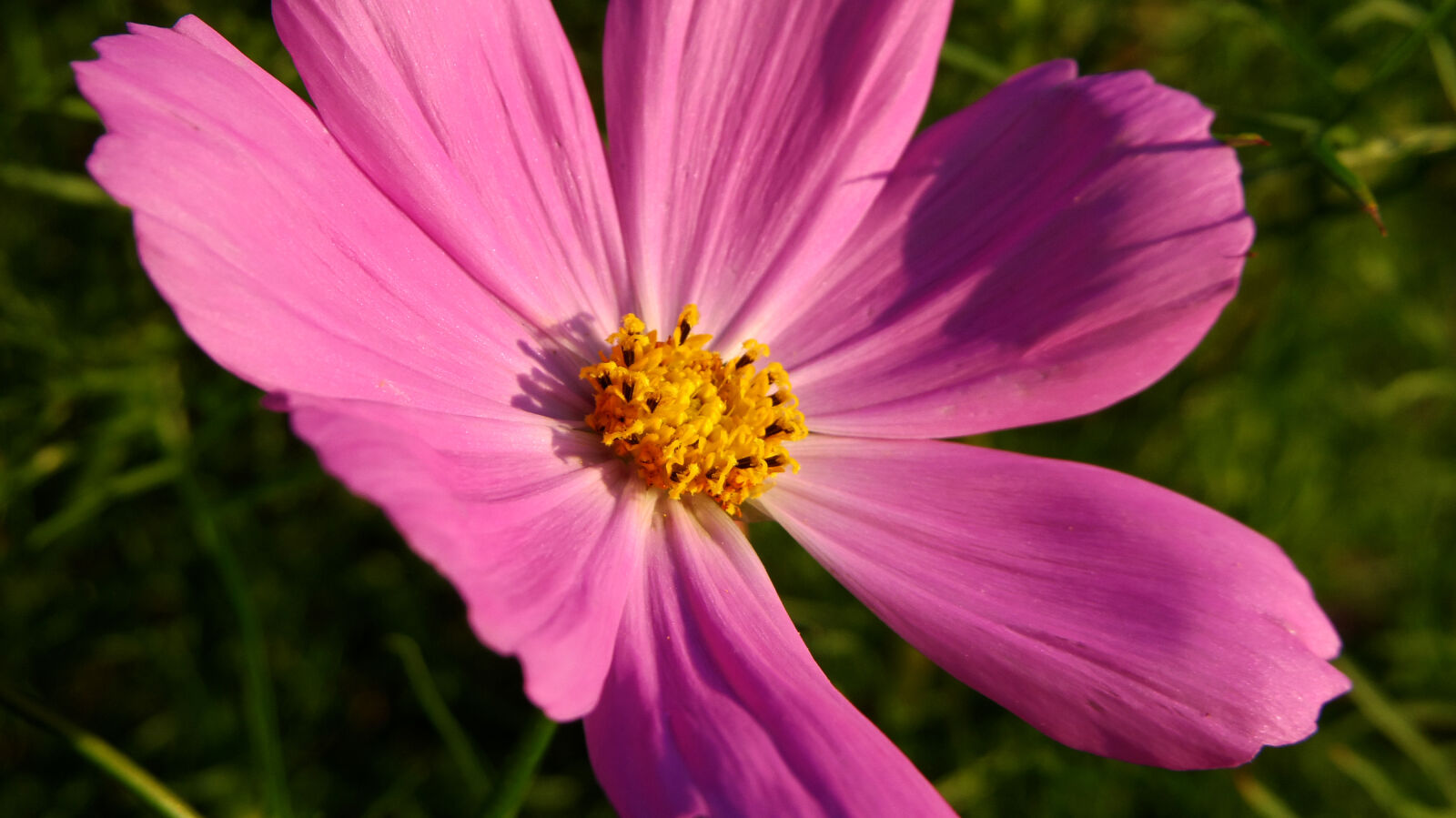 Pentax 02 Standard Zoom sample photo. Flower photography