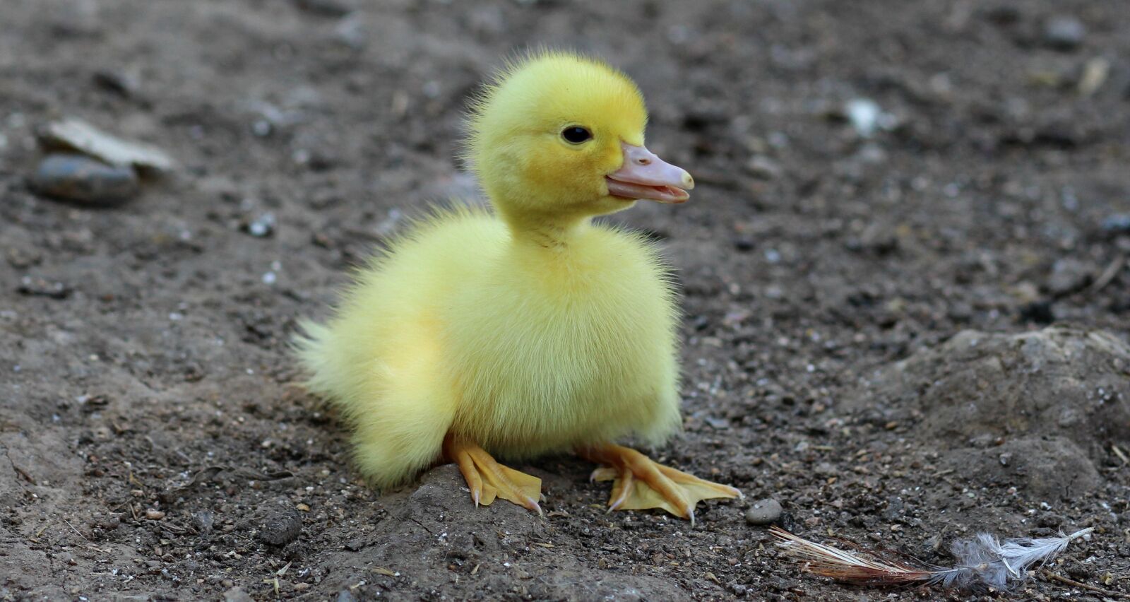 Canon EOS 700D (EOS Rebel T5i / EOS Kiss X7i) + Canon EF 85mm F1.8 USM sample photo. Duckling, birds, yellow photography