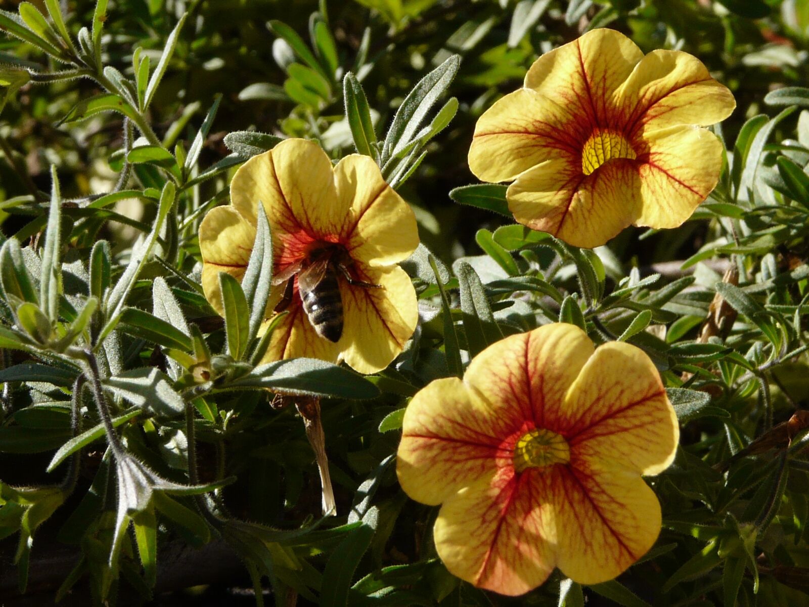 Panasonic DMC-FZ18 sample photo. Petunia, gardening, flower photography