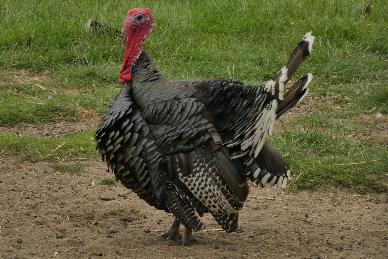 Panasonic Lumix DC-ZS70 (Lumix DC-TZ90) sample photo. Turkey, feathers, petting photography