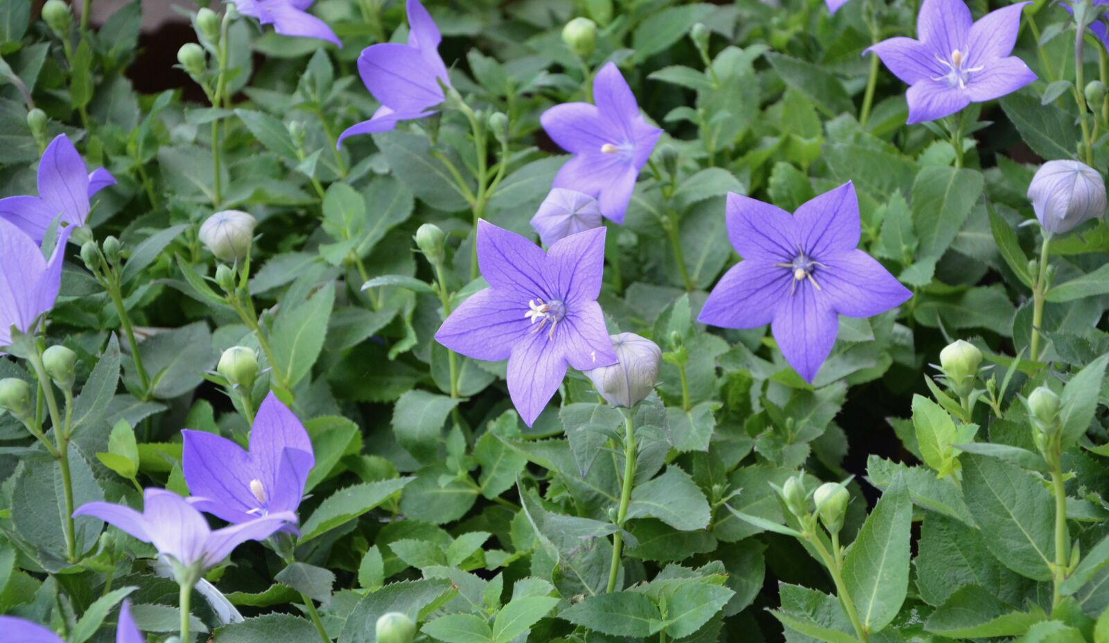Nikon D5200 sample photo. Flowers, mallows, plants photography