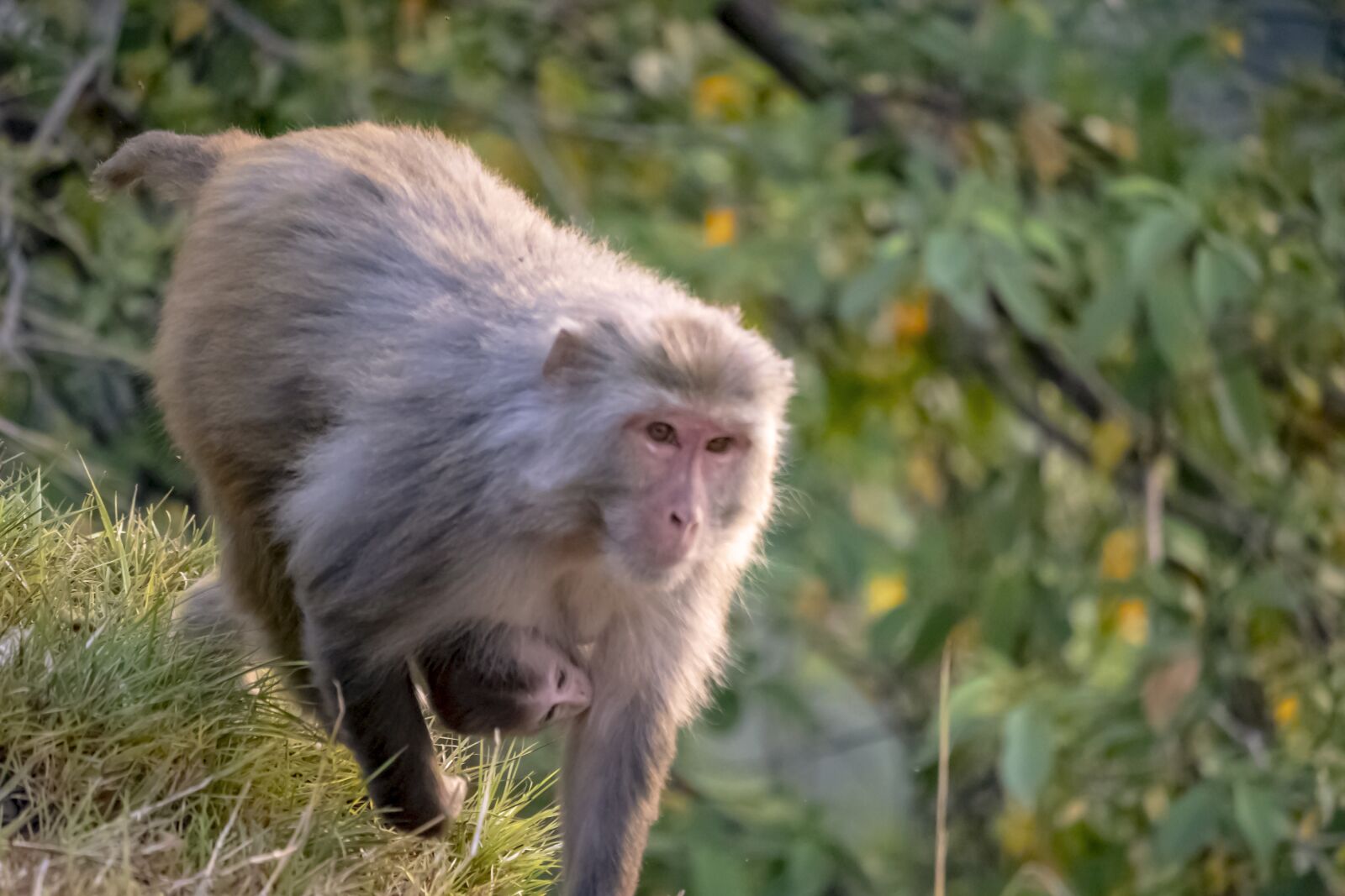 Canon EF-S 55-250mm F4-5.6 IS STM sample photo. Wildlife, monkey, mother photography