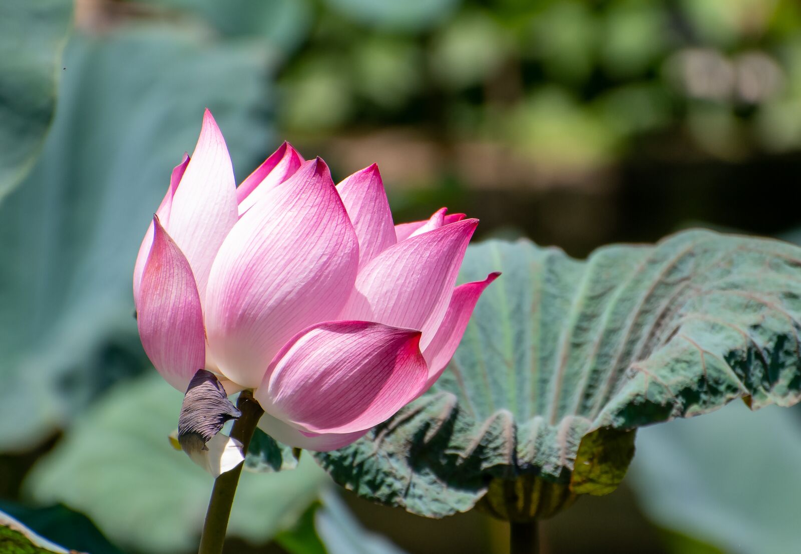 Nikon D850 sample photo. Lotus, lotus flowers, flower photography