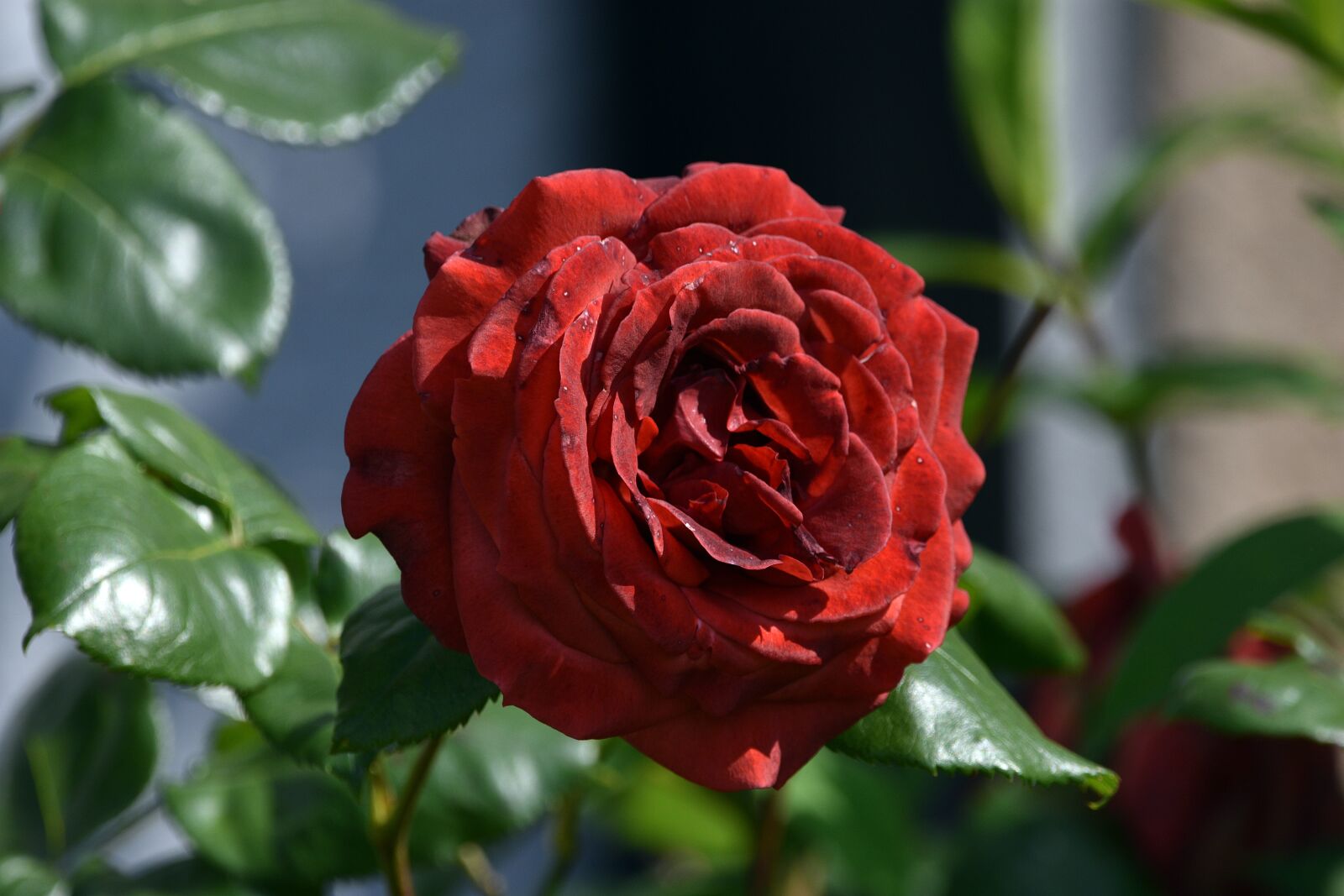Nikon D3400 sample photo. Rose, flower, flowers photography