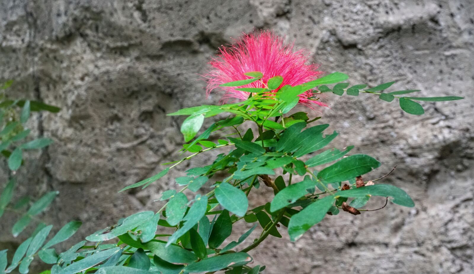 Sony a6300 sample photo. Red, penda, tree photography