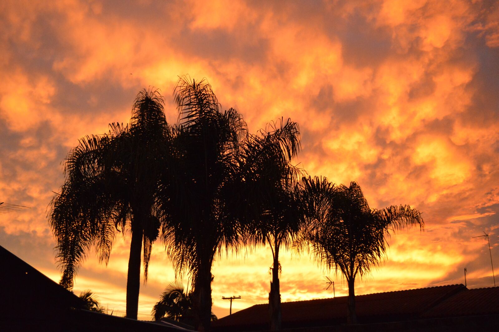 Nikon D3200 sample photo. Sky, orange, trees photography
