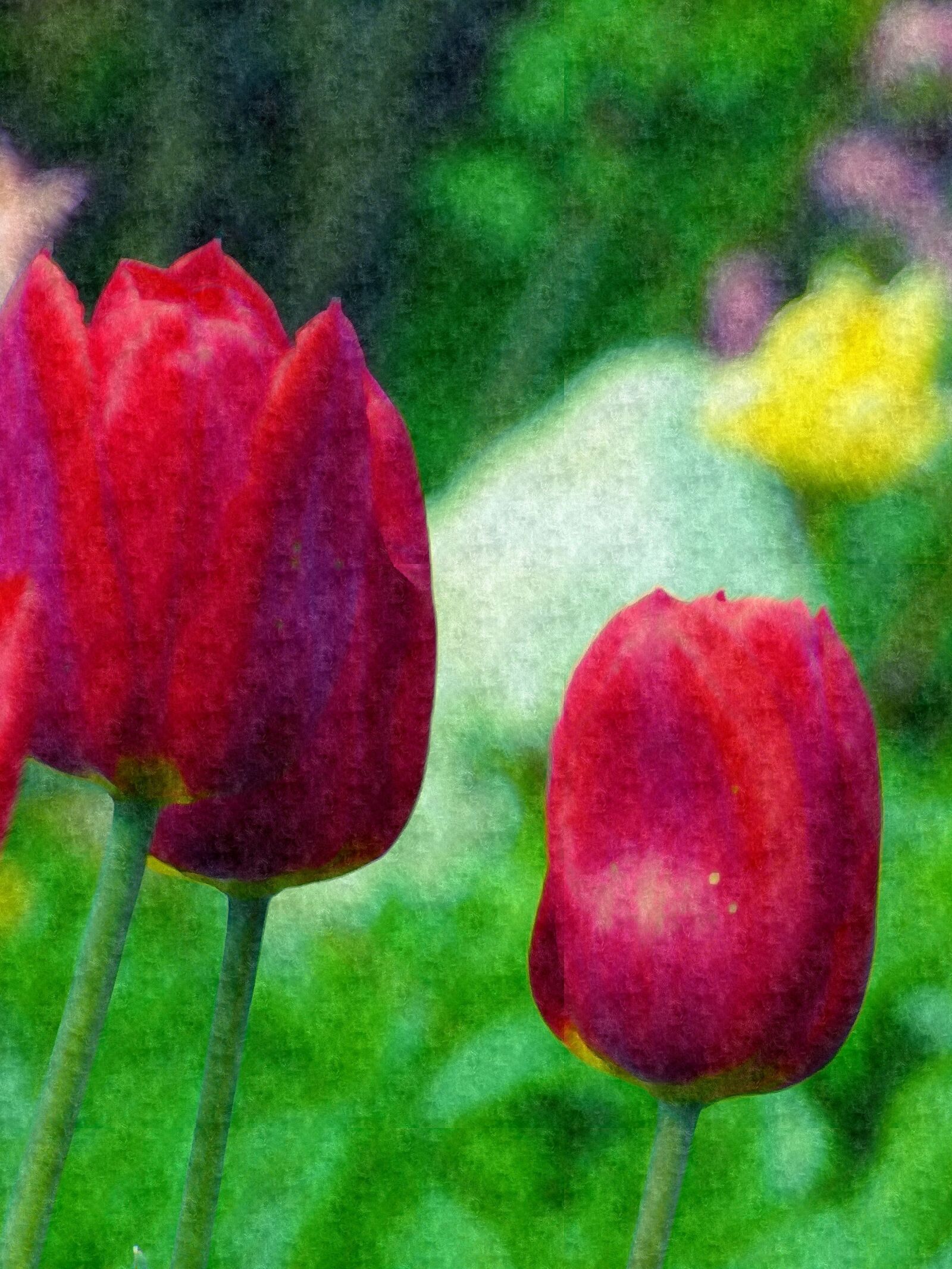 Panasonic Lumix DMC-FZ70 sample photo. Garden, red, red, flowers photography