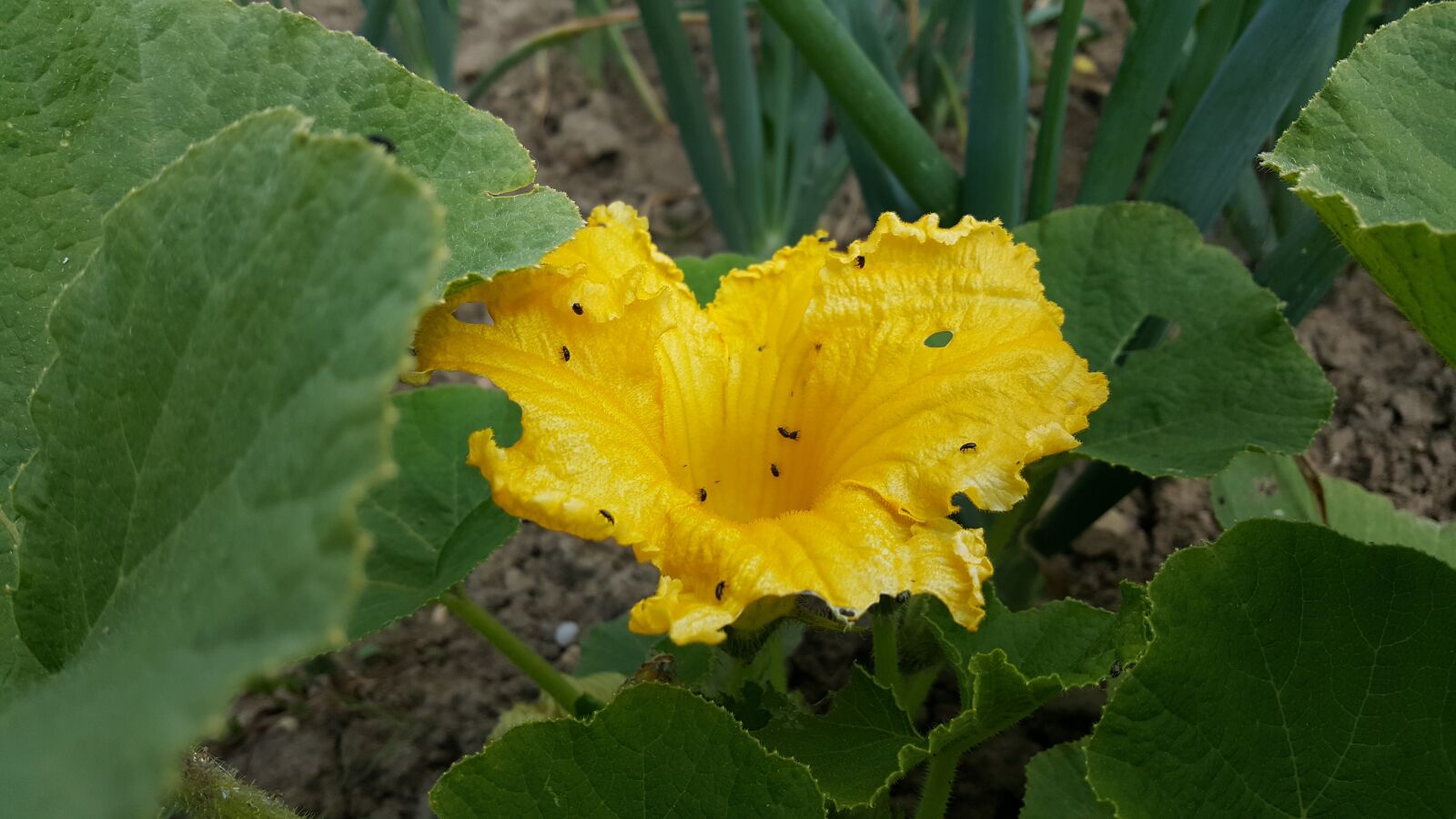 Samsung Galaxy S6 sample photo. Nature, leaf, plant photography