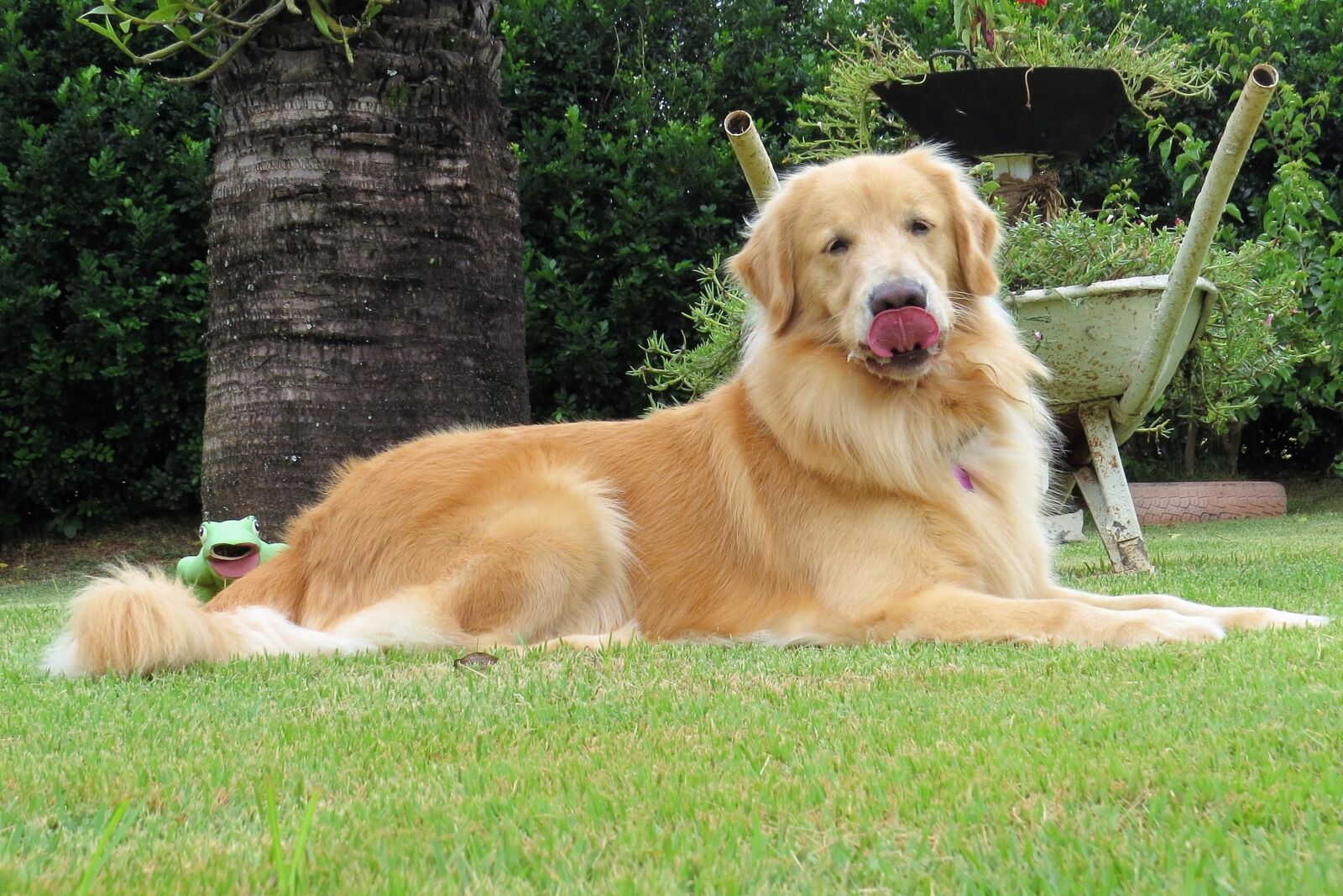 Canon PowerShot SX50 HS sample photo. Dog, language, golden retriever photography