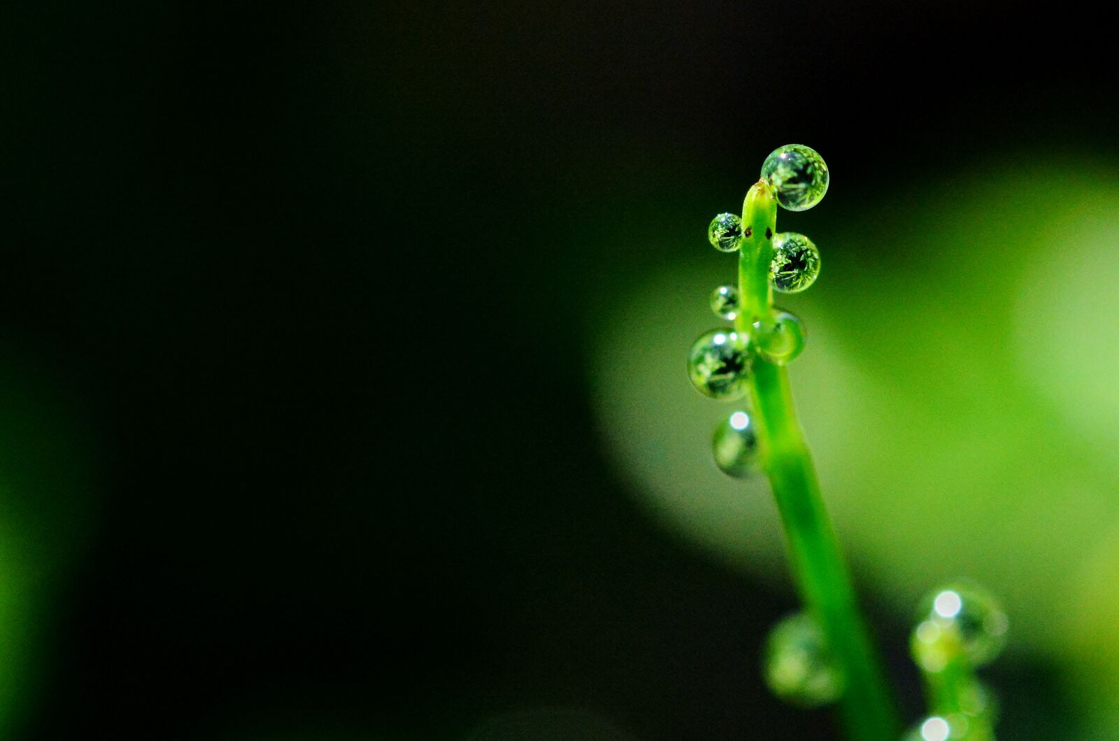 Nikon D5200 sample photo. Horsetail, dewdrop, macro photography
