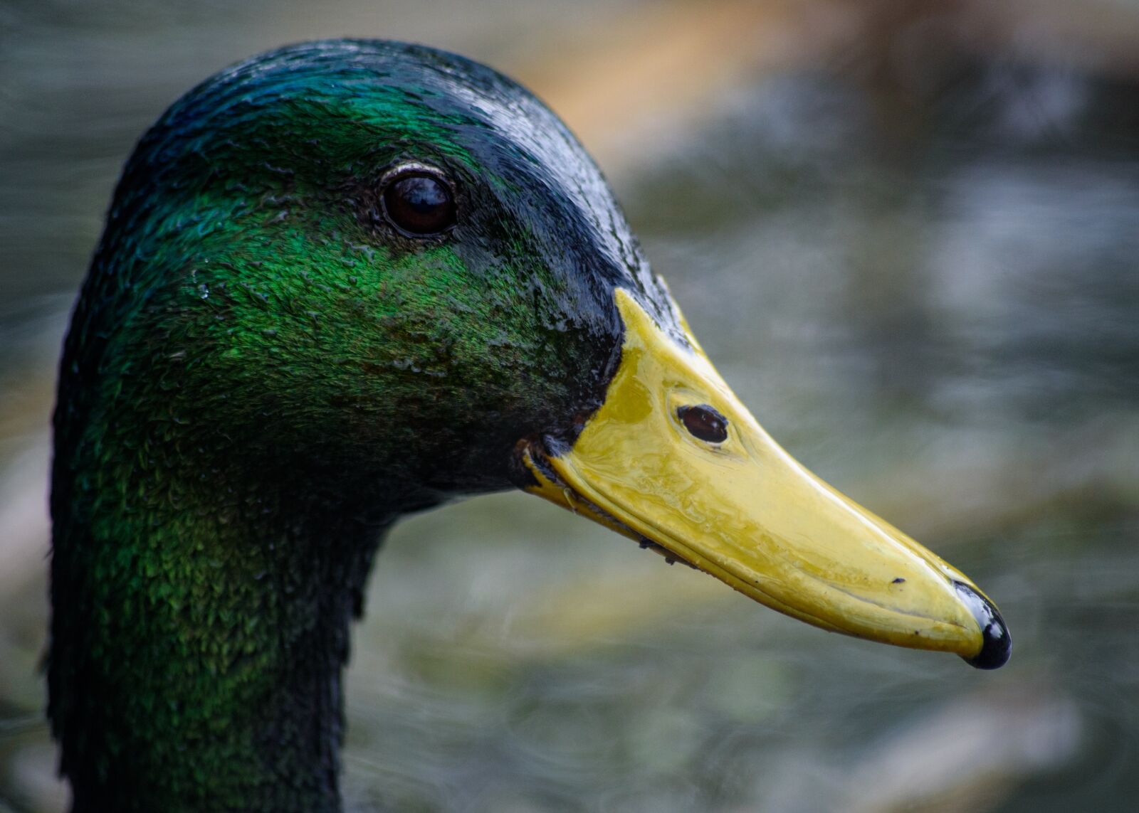 Nikon D750 sample photo. Duck, green, nature photography