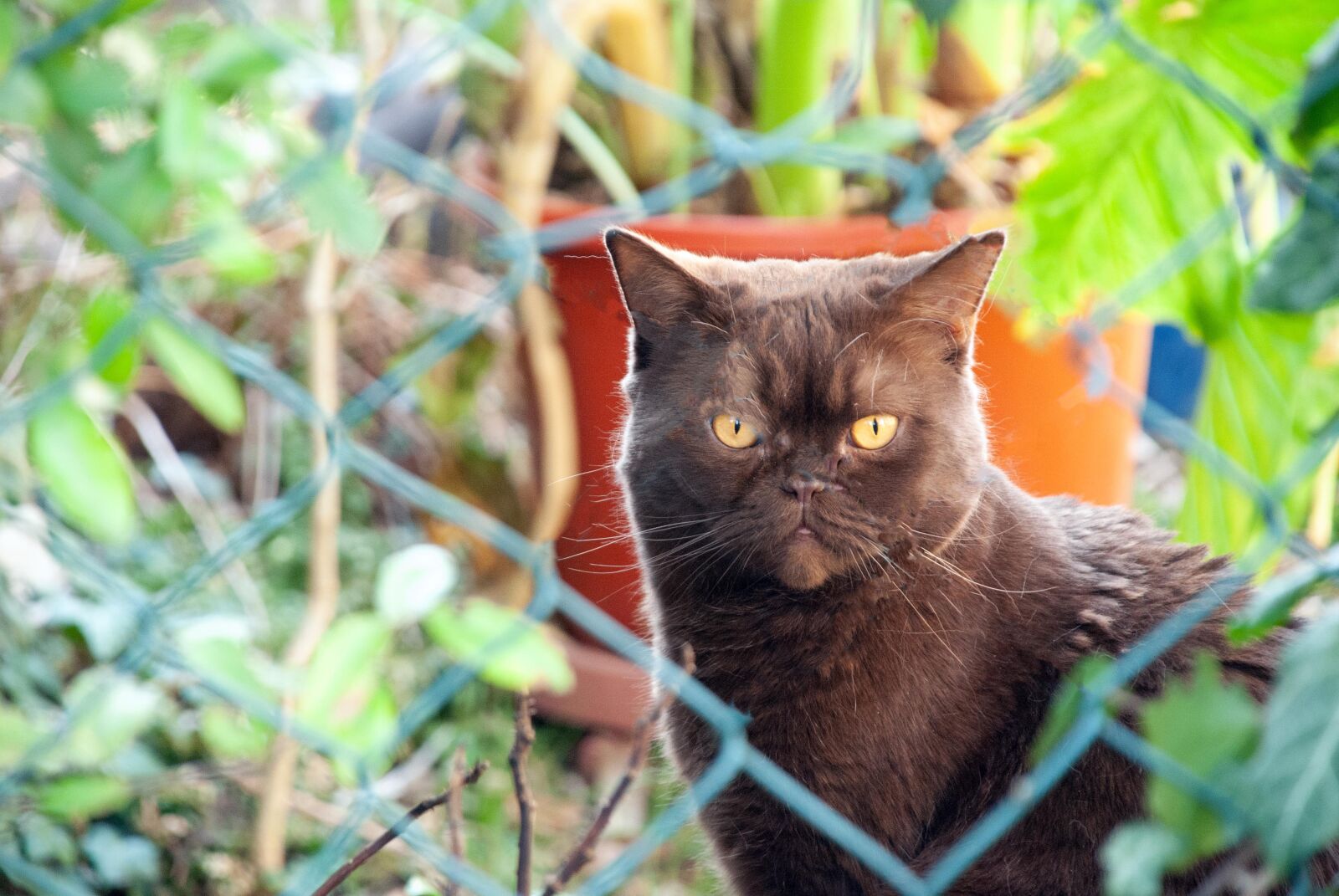 Nikon D80 sample photo. Cat, animal, british photography