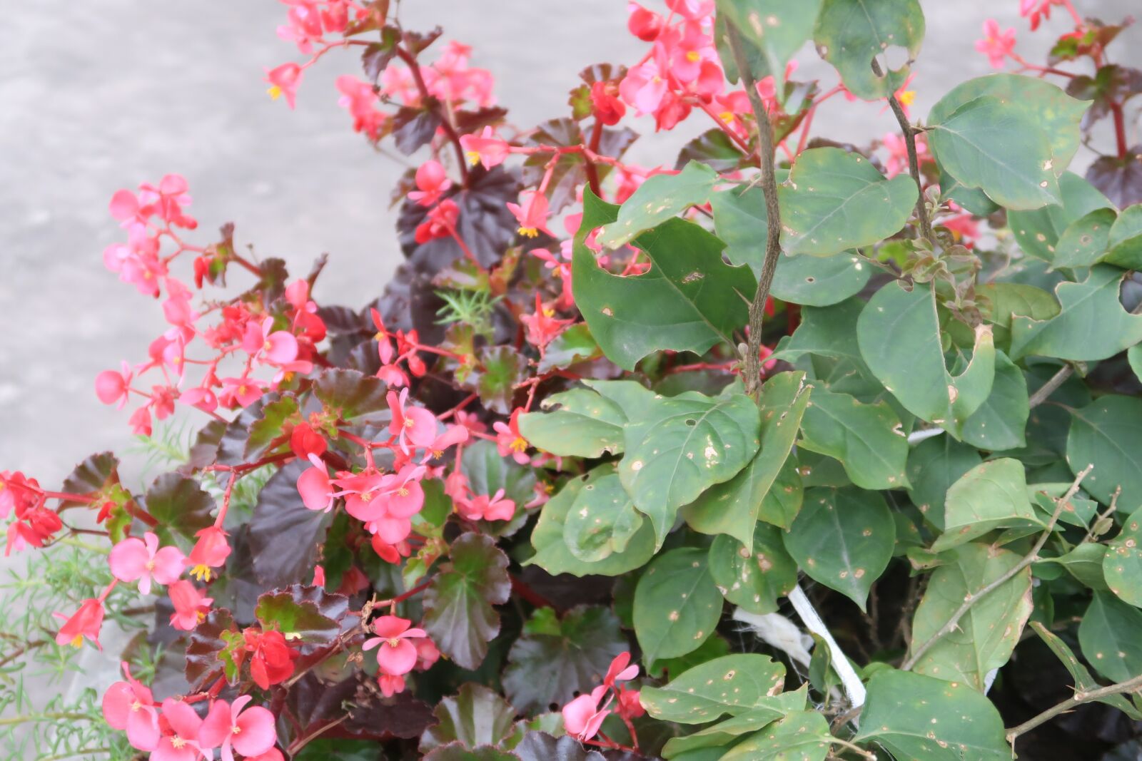 Canon PowerShot G7 X Mark II sample photo. See beautiful flowers, image photography
