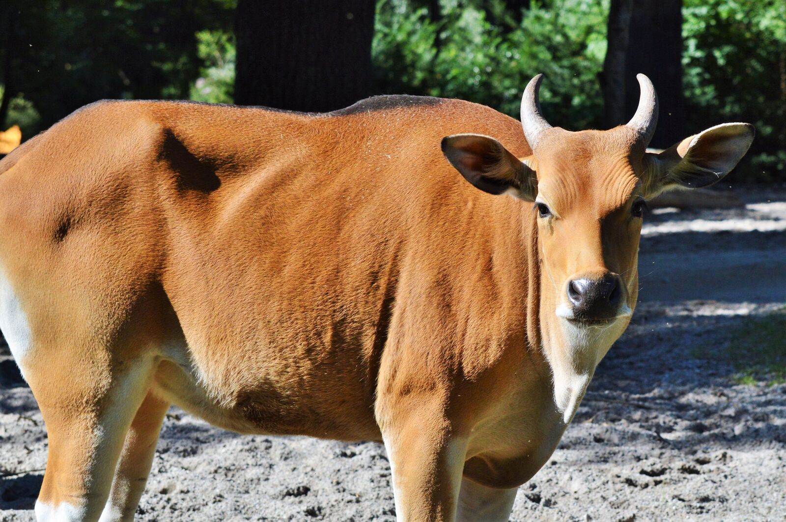 Nikon D3200 sample photo. Cow, beef, animal photography
