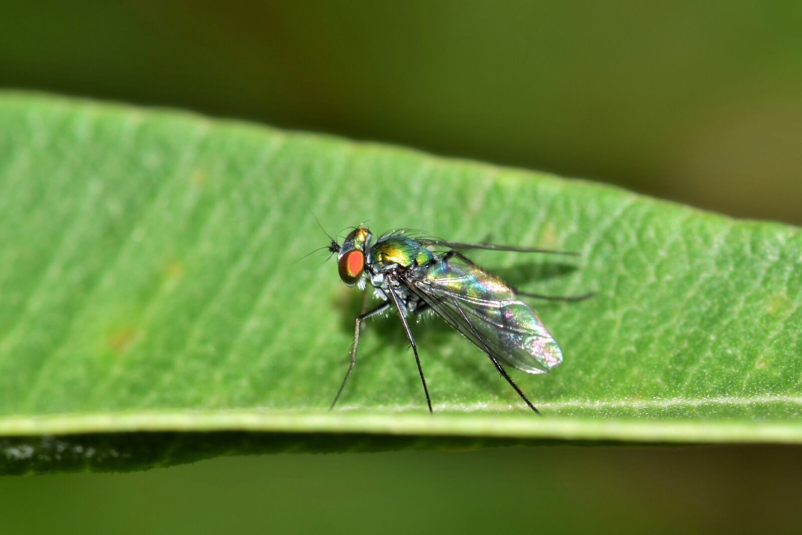 Nikon D5300 sample photo. Fly, long legged fly photography
