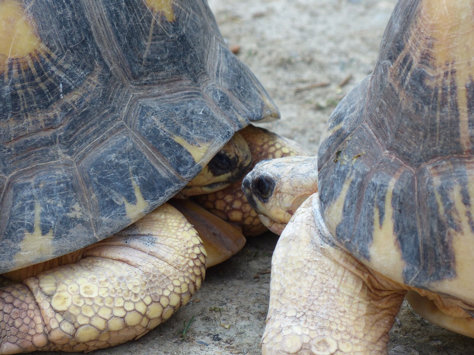Panasonic Lumix DMC-FZ200 sample photo. Turtle, turtles, kiss photography