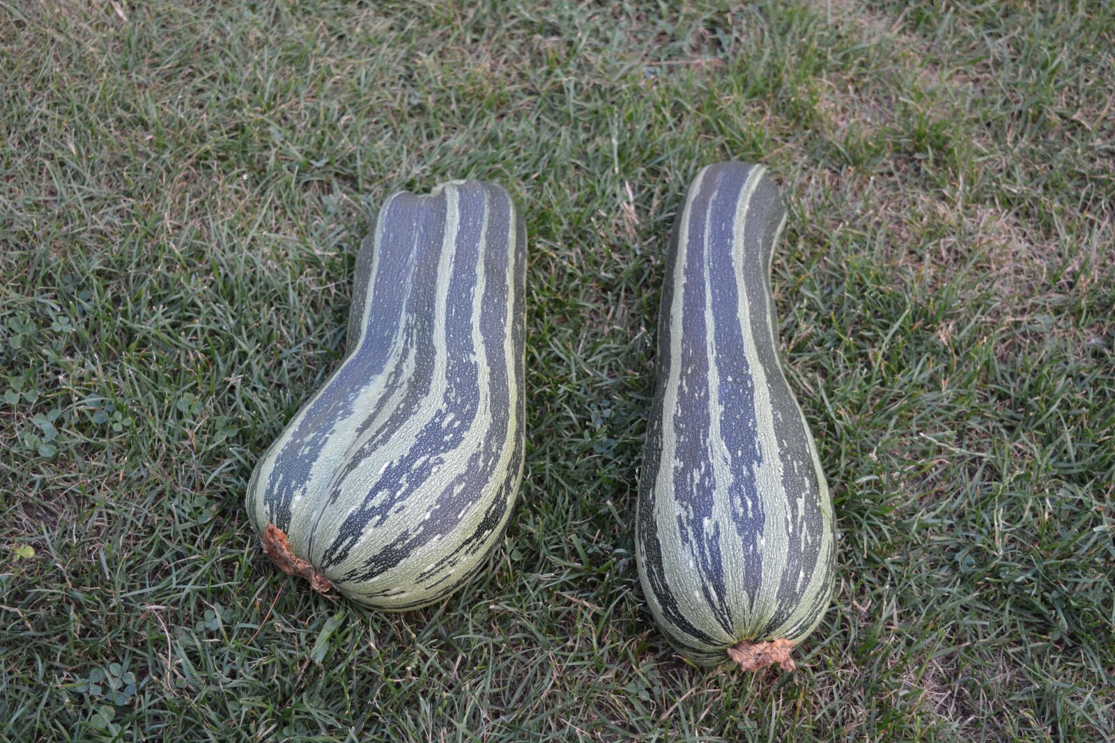 Nikon D5200 sample photo. Garden, vegetables, zucchini photography