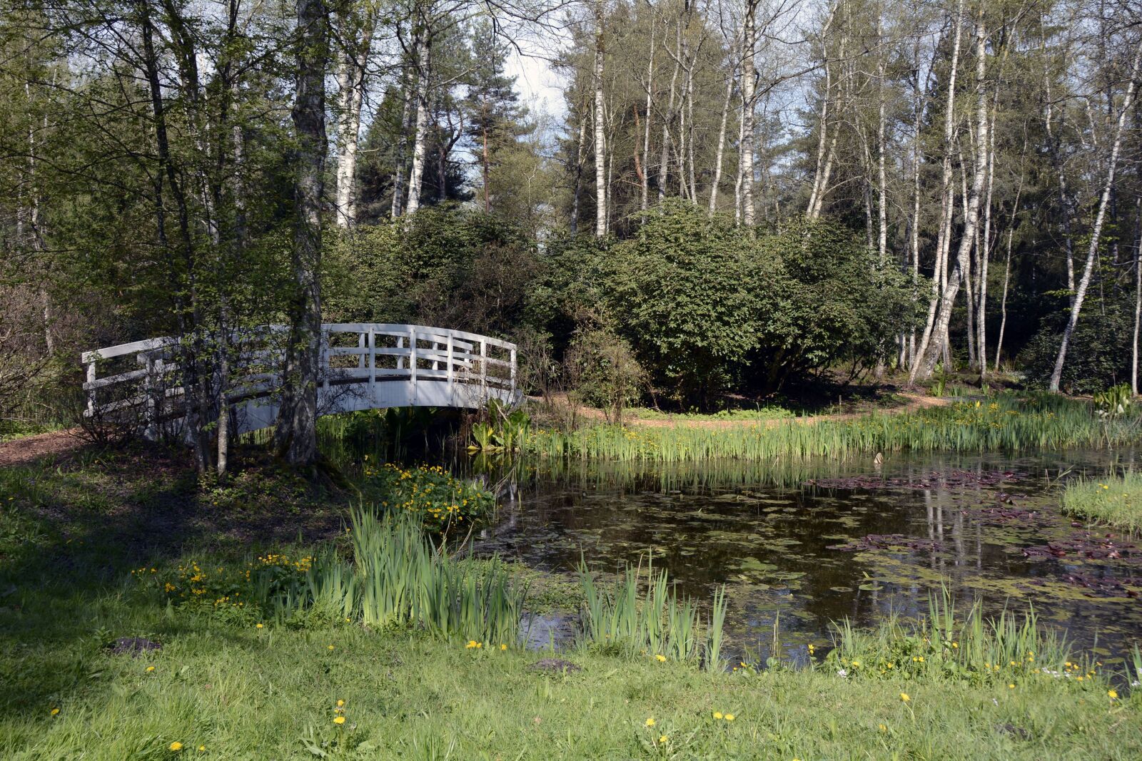 Nikon D7100 sample photo. Lily pond, pond, lily photography
