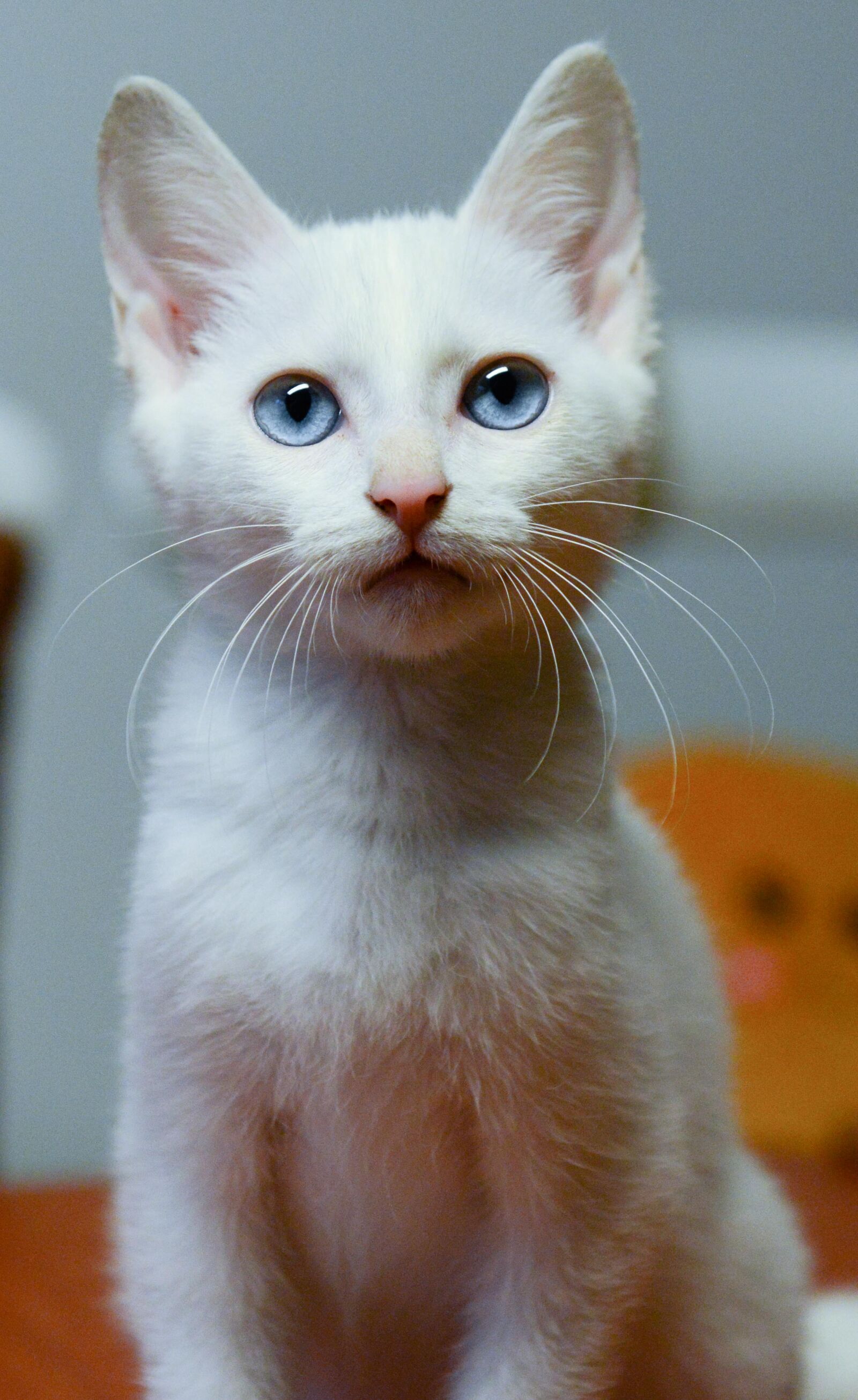 Nikon AF-S Nikkor 24-70mm F2.8G ED sample photo. Cat photography