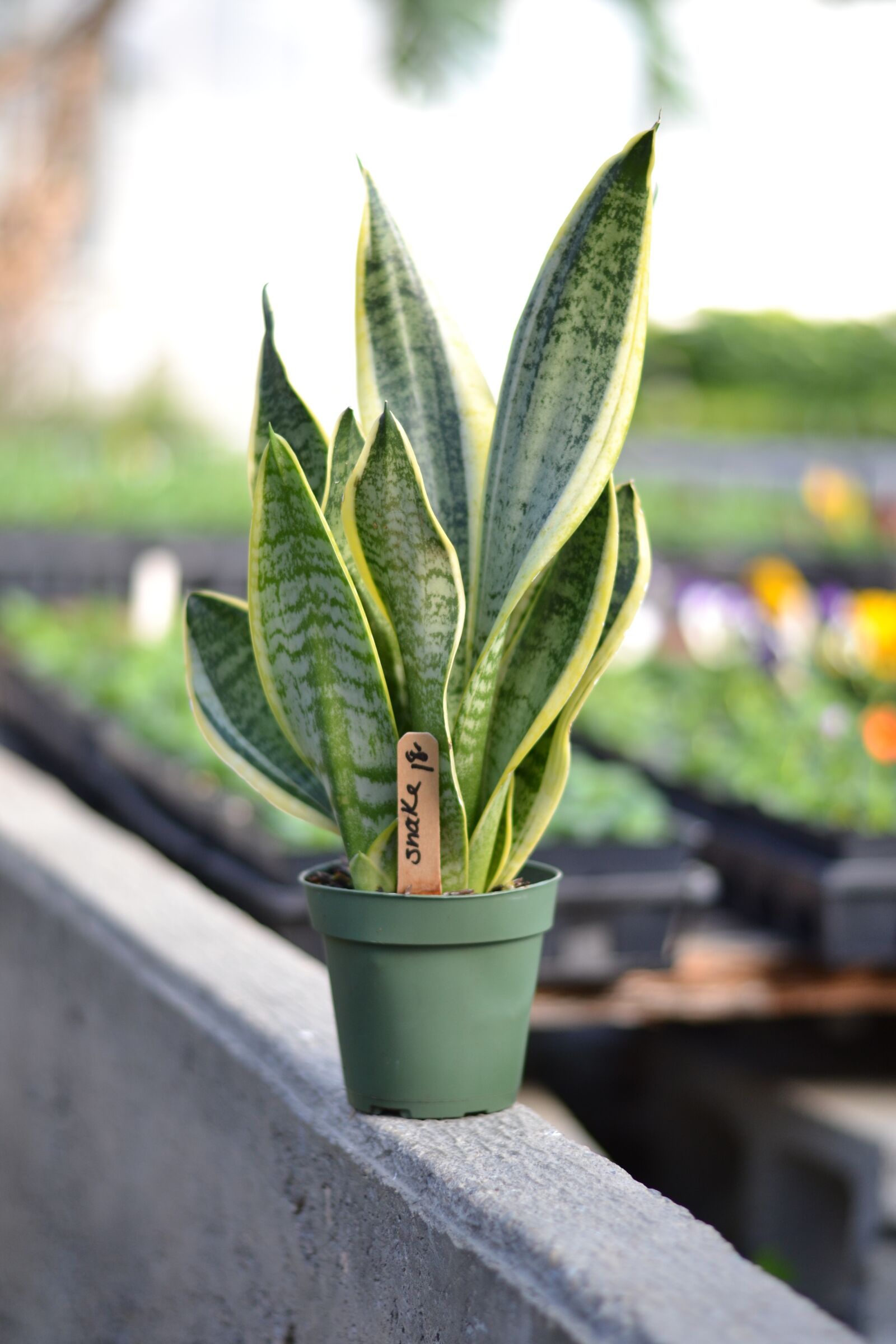 Nikon D3100 sample photo. Snake plant, houseplant, mother photography