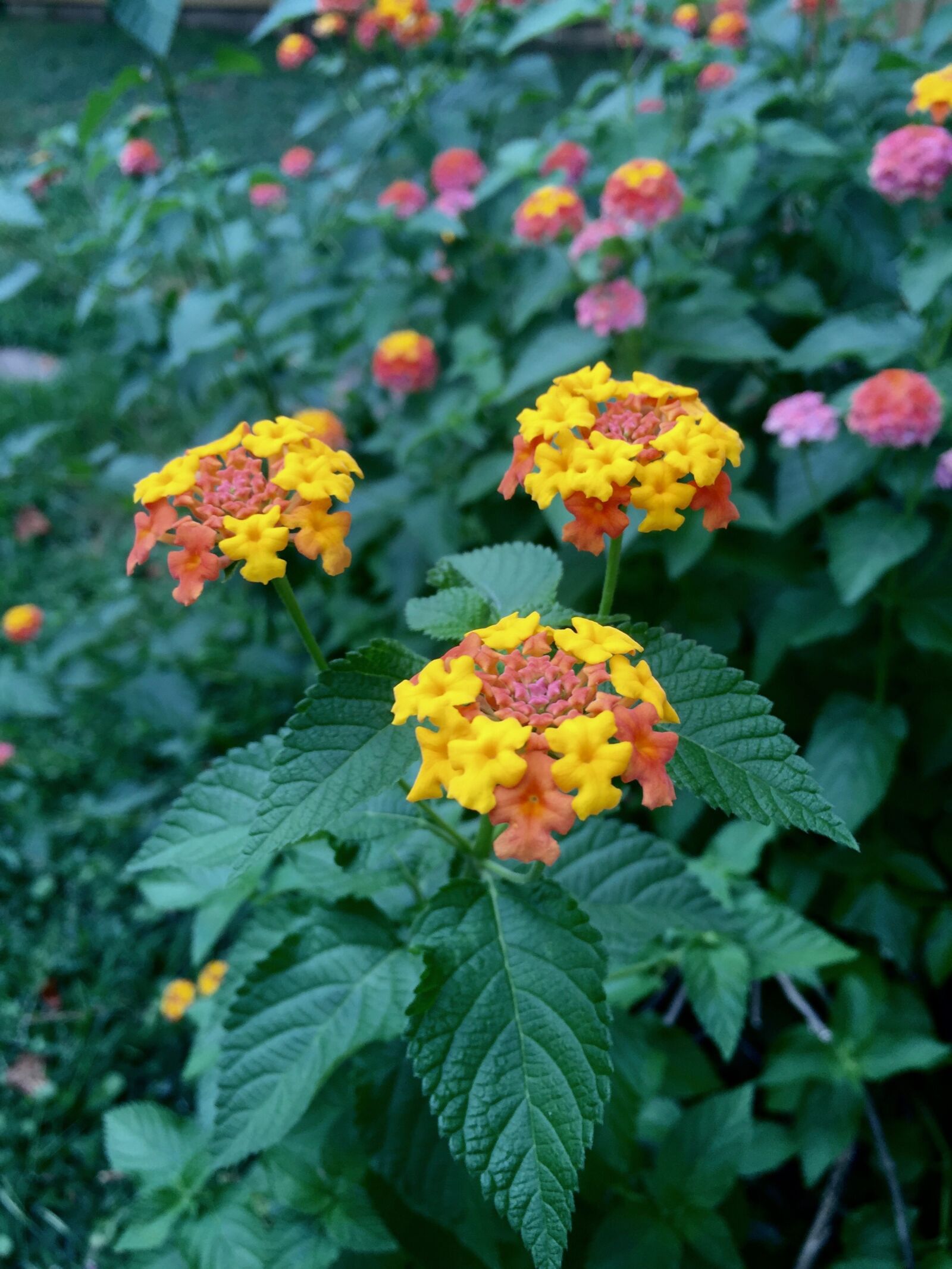 iPhone 6 Plus back camera 4.15mm f/2.2 sample photo. Flowers, nature photography
