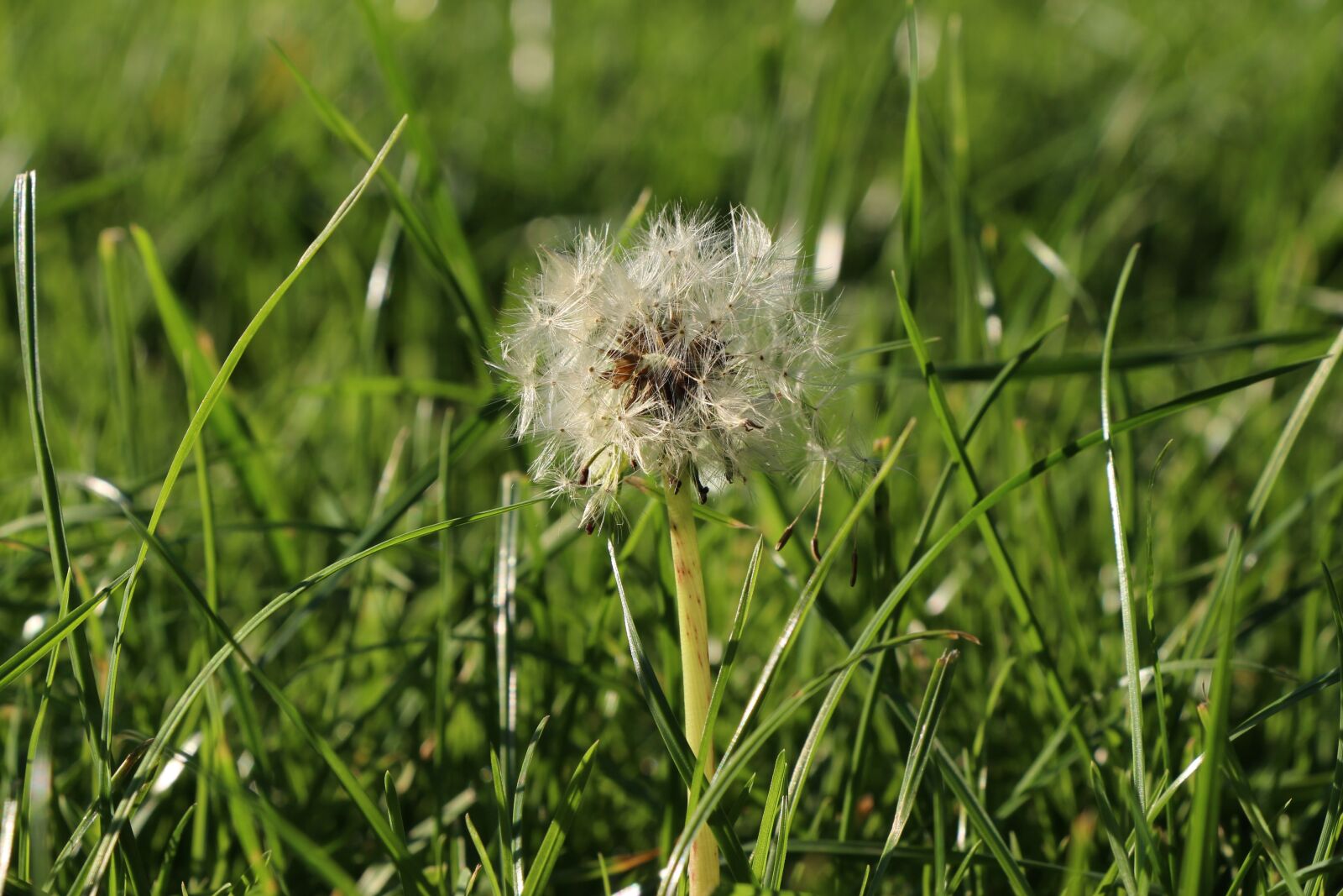 Canon EOS 650D (EOS Rebel T4i / EOS Kiss X6i) sample photo. Dandelion, flower, close up photography
