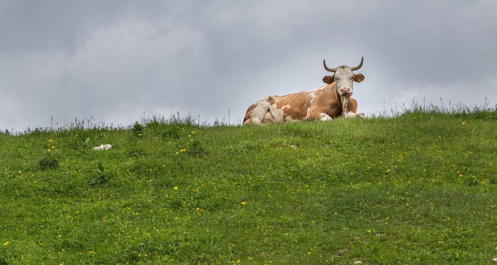 Canon EOS 6D + Canon EF 24-105mm F4L IS USM sample photo. Cow, slovenia, nature photography