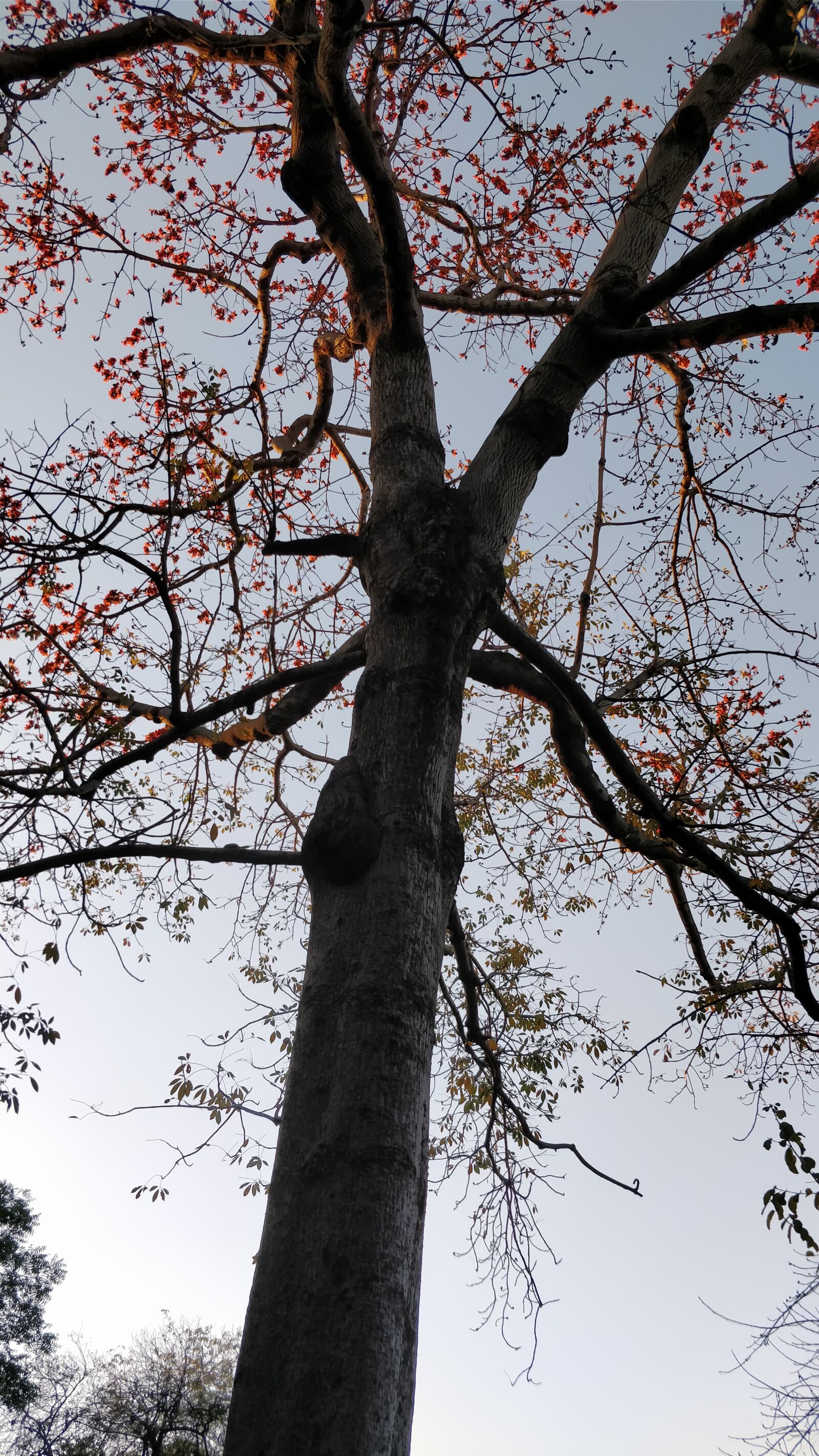 OnePlus 5 sample photo. Delhi, tree, park photography