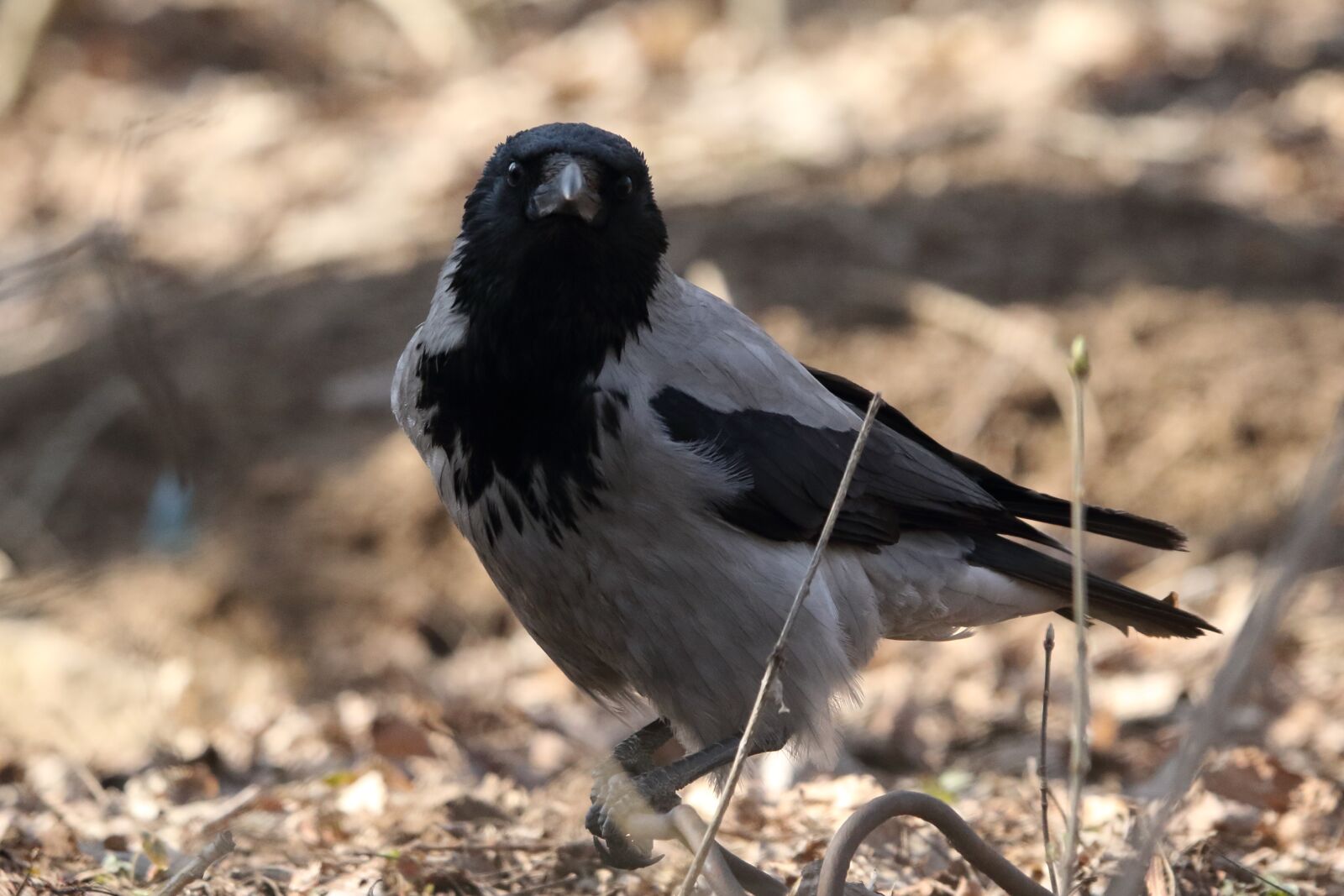 Sigma 100-400mm F5-6.3 DG OS HSM sample photo. Crow, bird, black photography