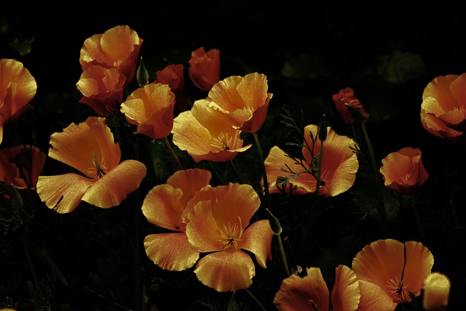 Sony SLT-A77 sample photo. Eschscholzia californica, flowers, nature photography
