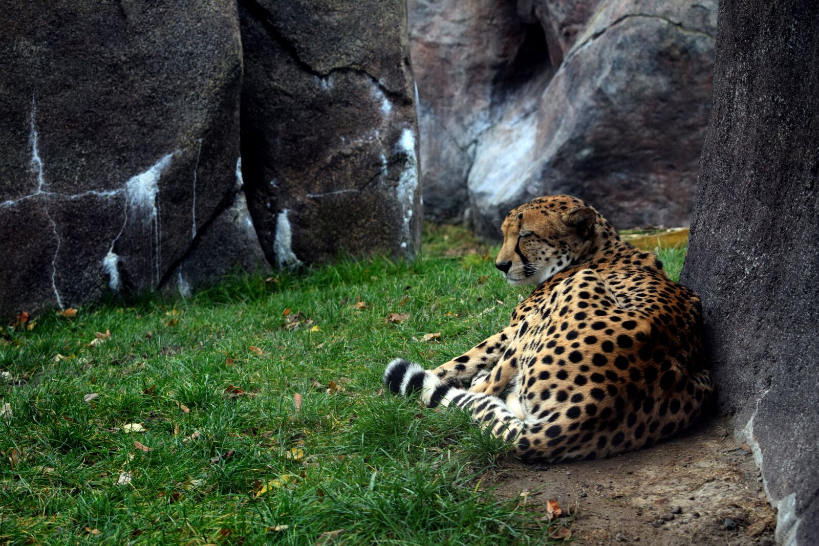 Nikon D3300 sample photo. Cheetah, wildcat, wilderness photography