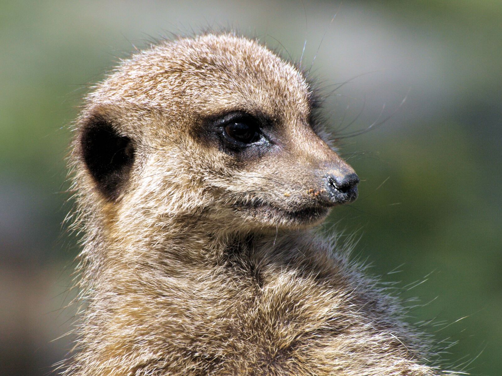 Olympus E-510 (EVOLT E-510) sample photo. Meerkat, animal, cute photography